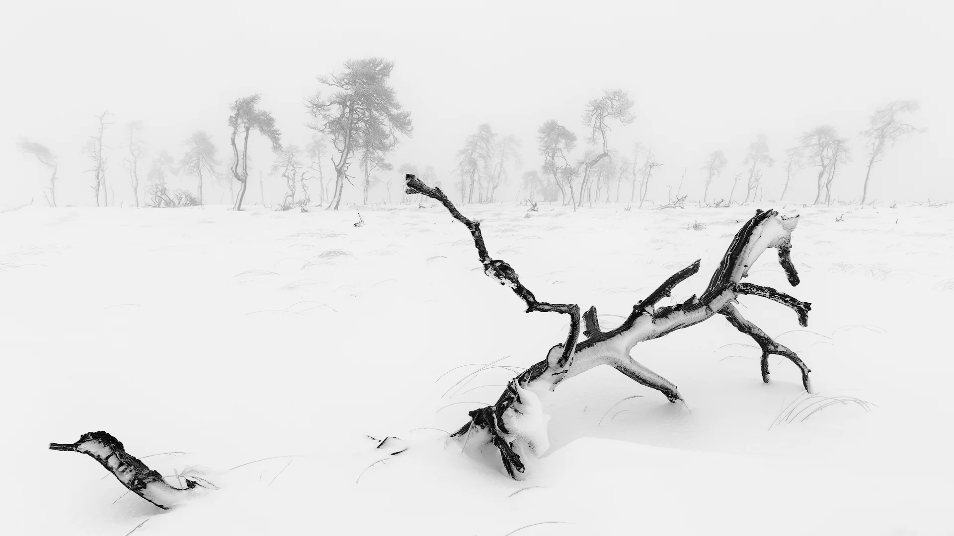 In thick fog