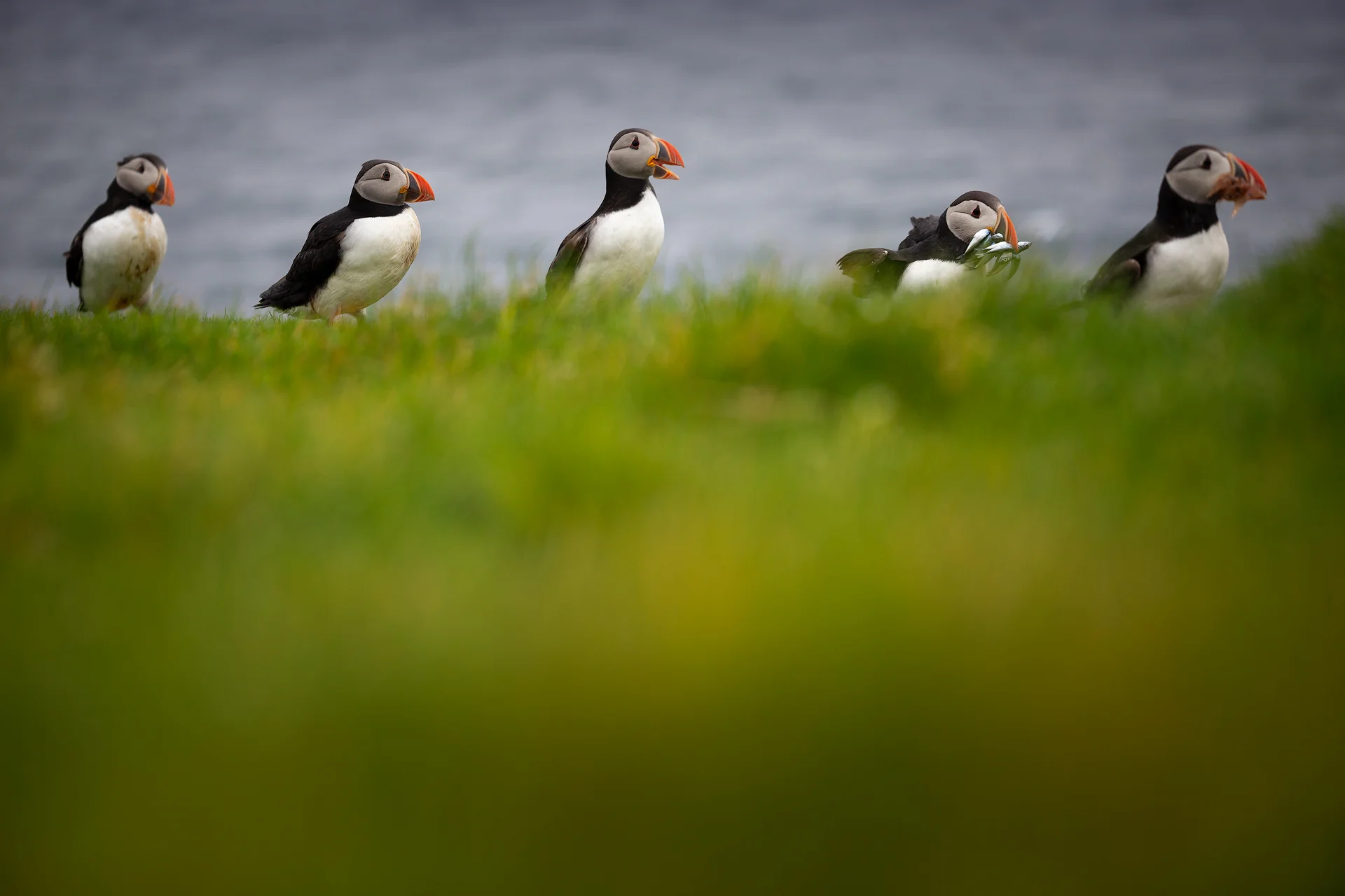 Puffins at Mykines