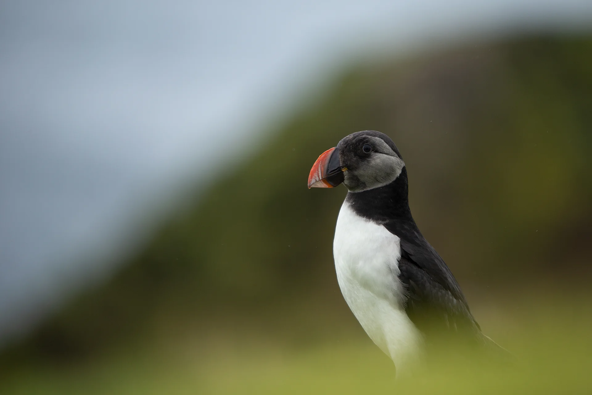 Puffin at Mykines