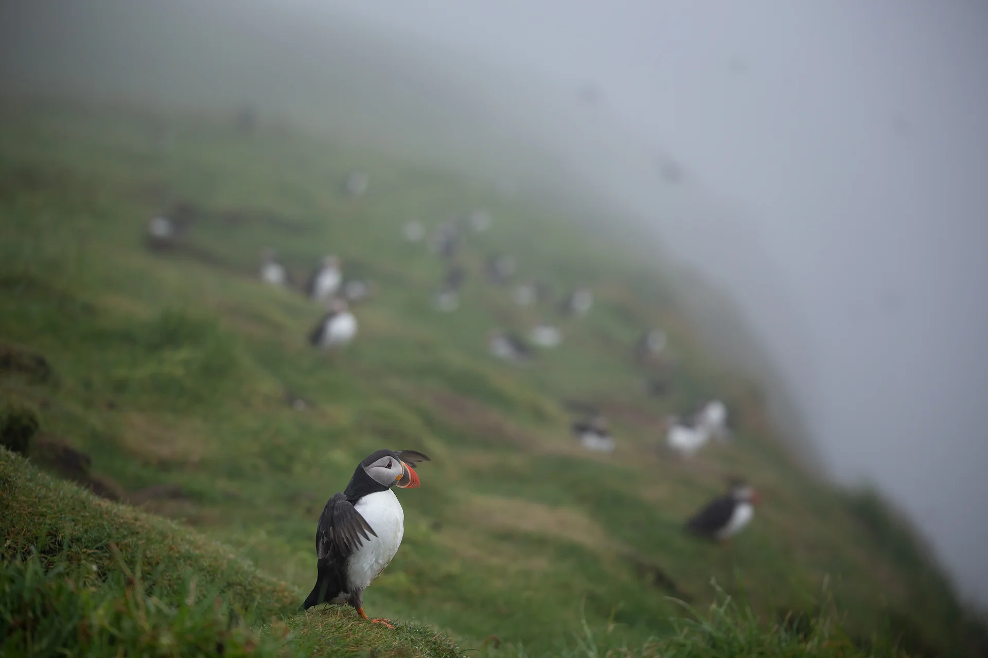 Puffins at Mykines
