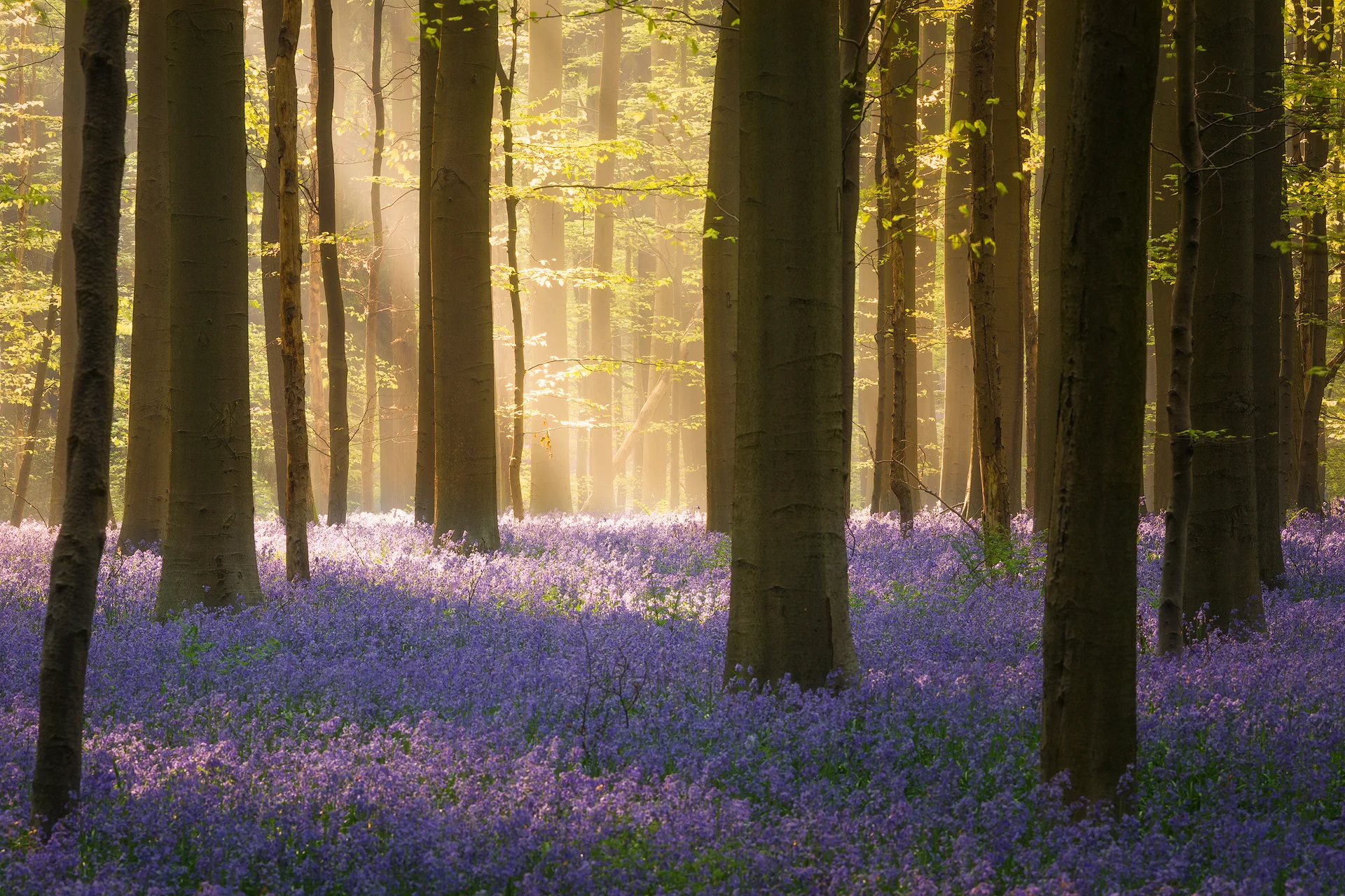 Forest of Halle
