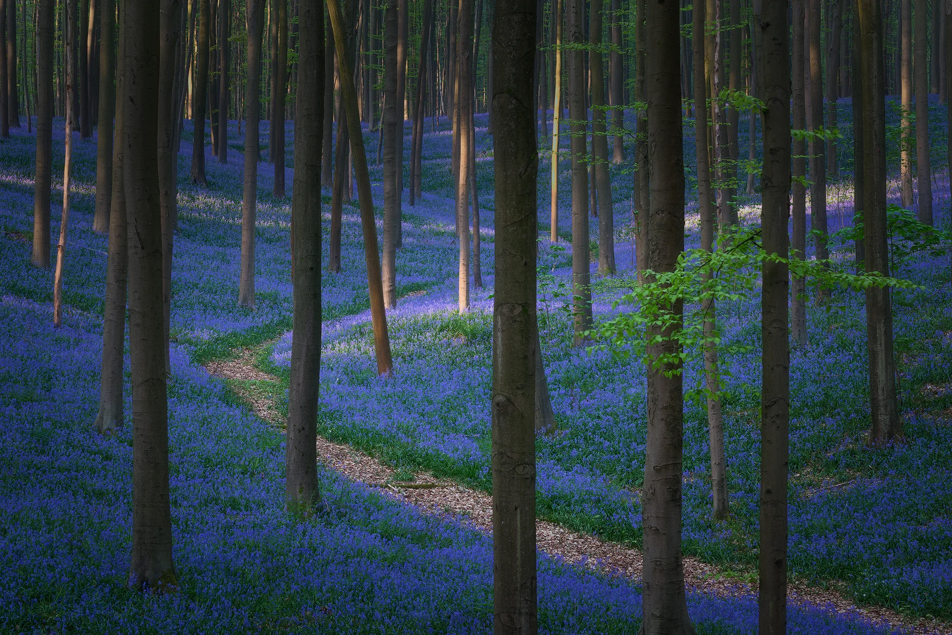 Forest of Halle