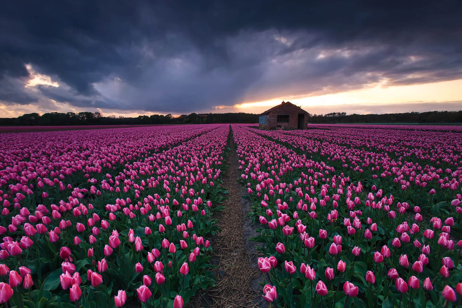 Tulip fields I