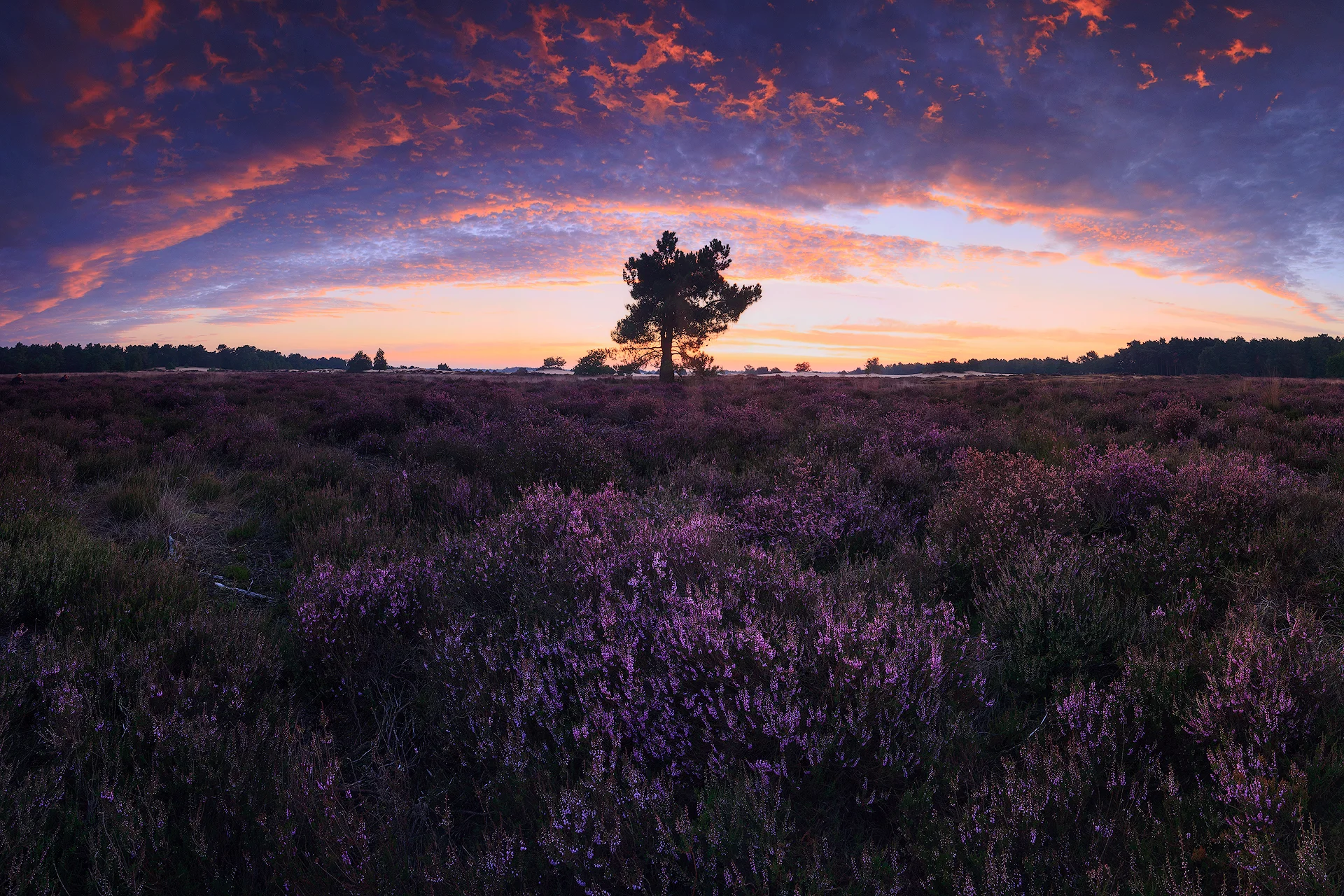 Blooming heather I