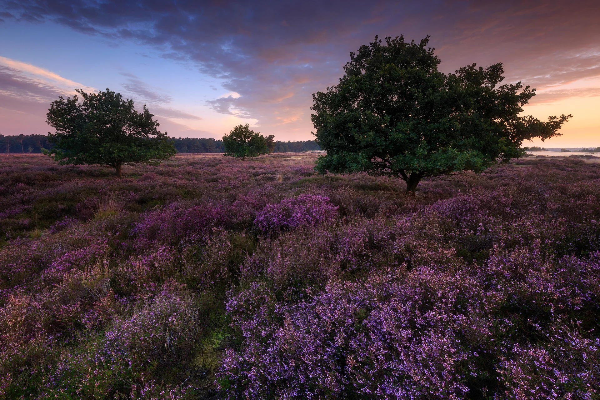 Blooming heather III