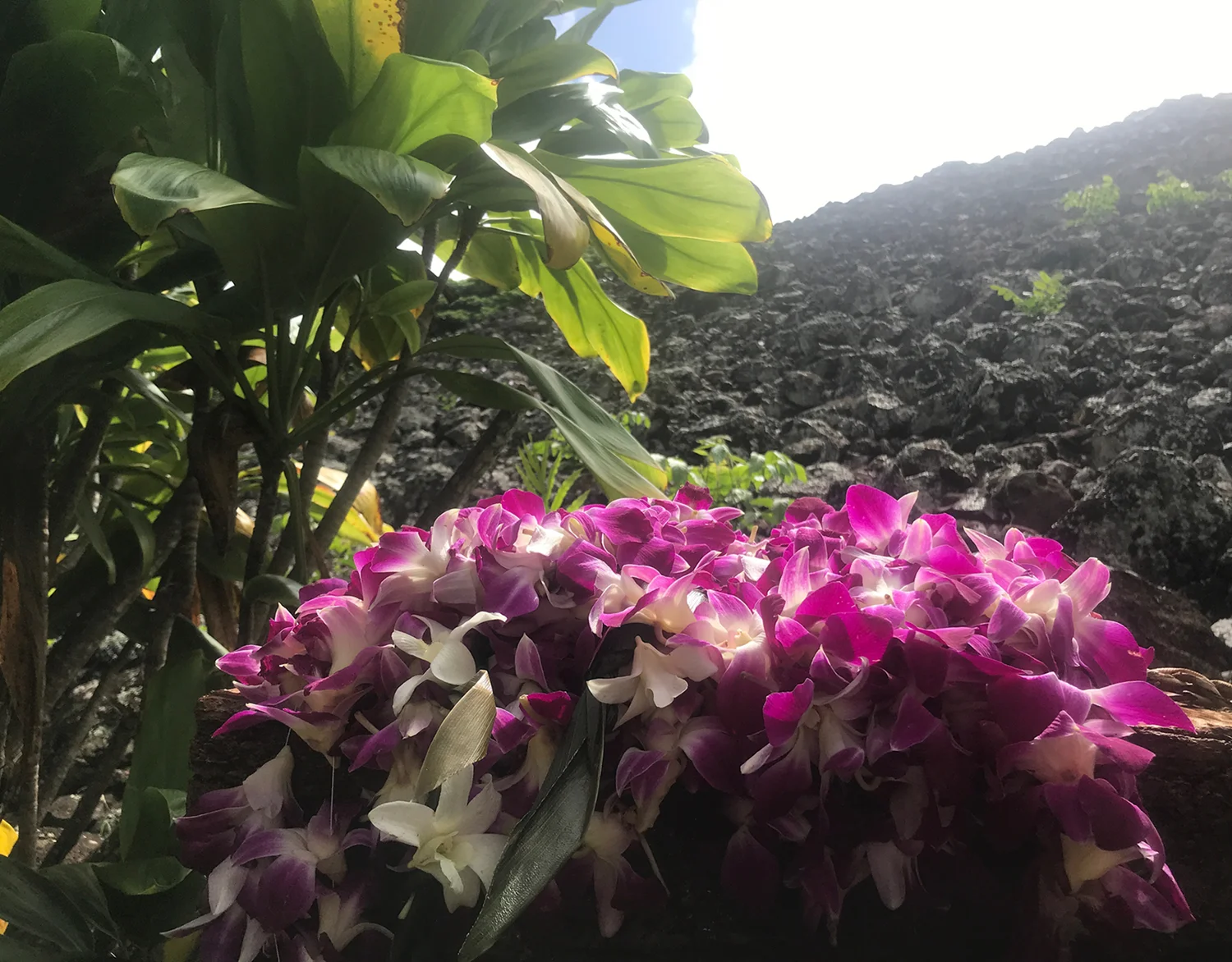 hawaii_light_flowers.jpg