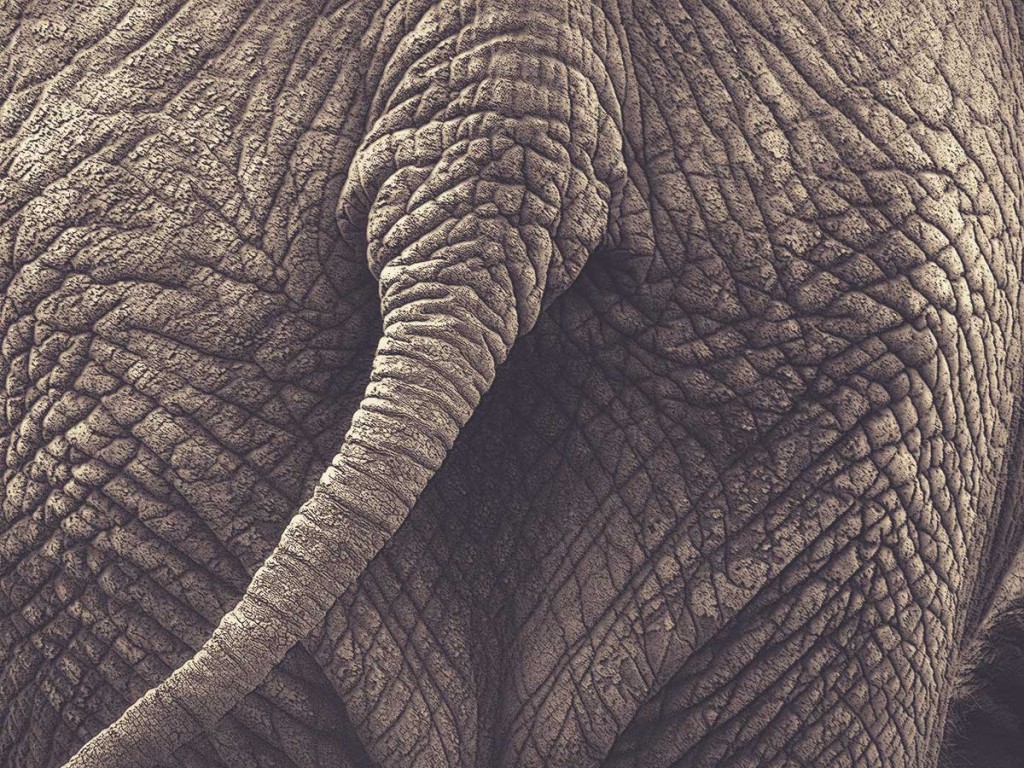 mindfulness-and-why-an-elephant-isnt-a-broom.jpg