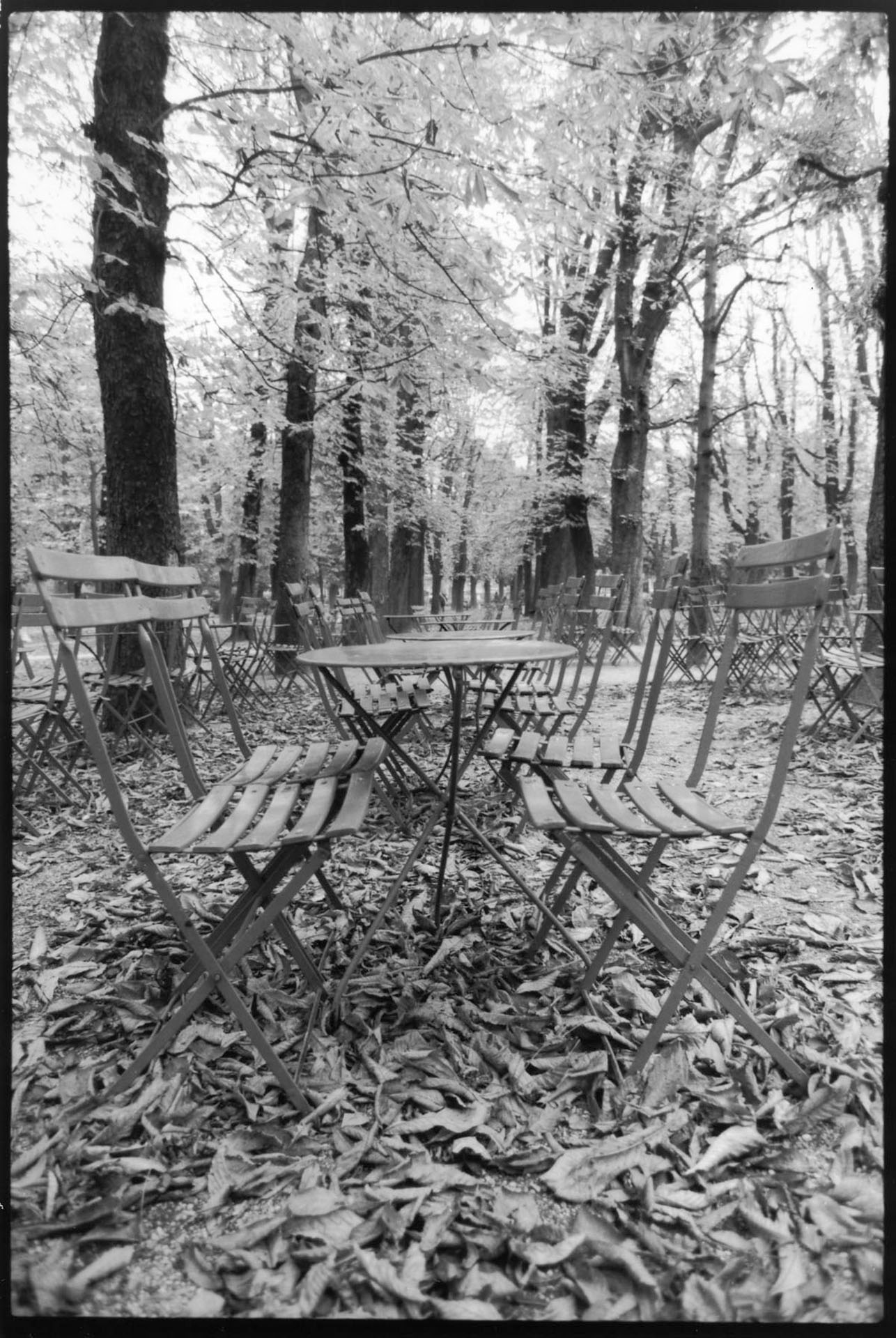 Jardin Luxembourg, Fall