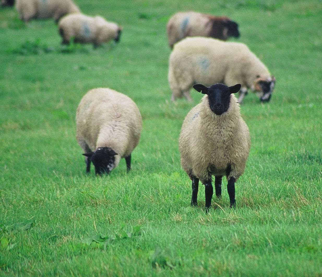 (2003) Defiant Sheep.jpg