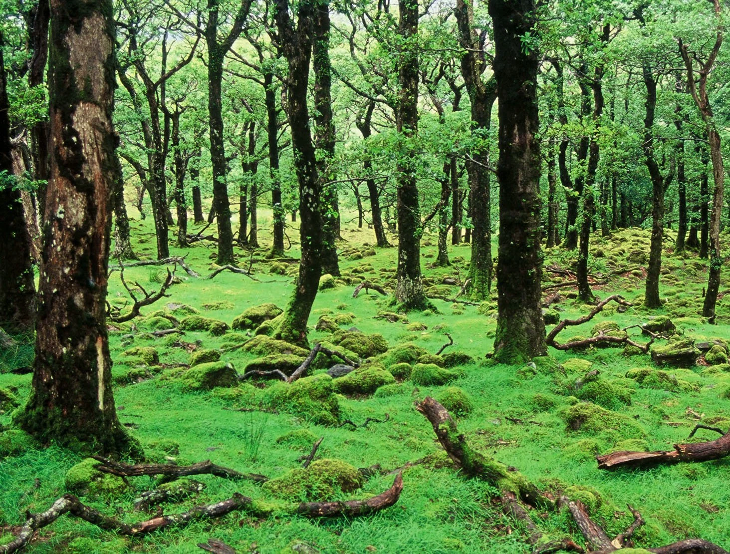 (2003) Forest.jpg