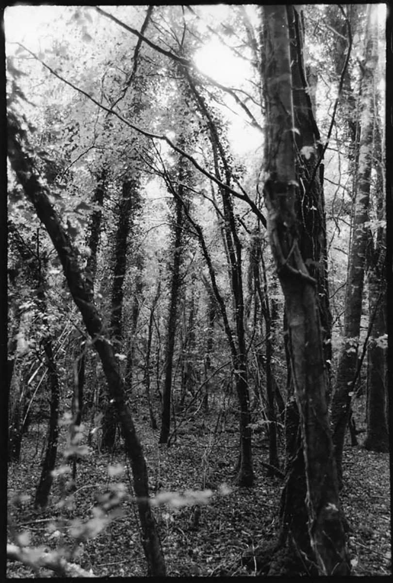 (2003) Irish Forest.jpg