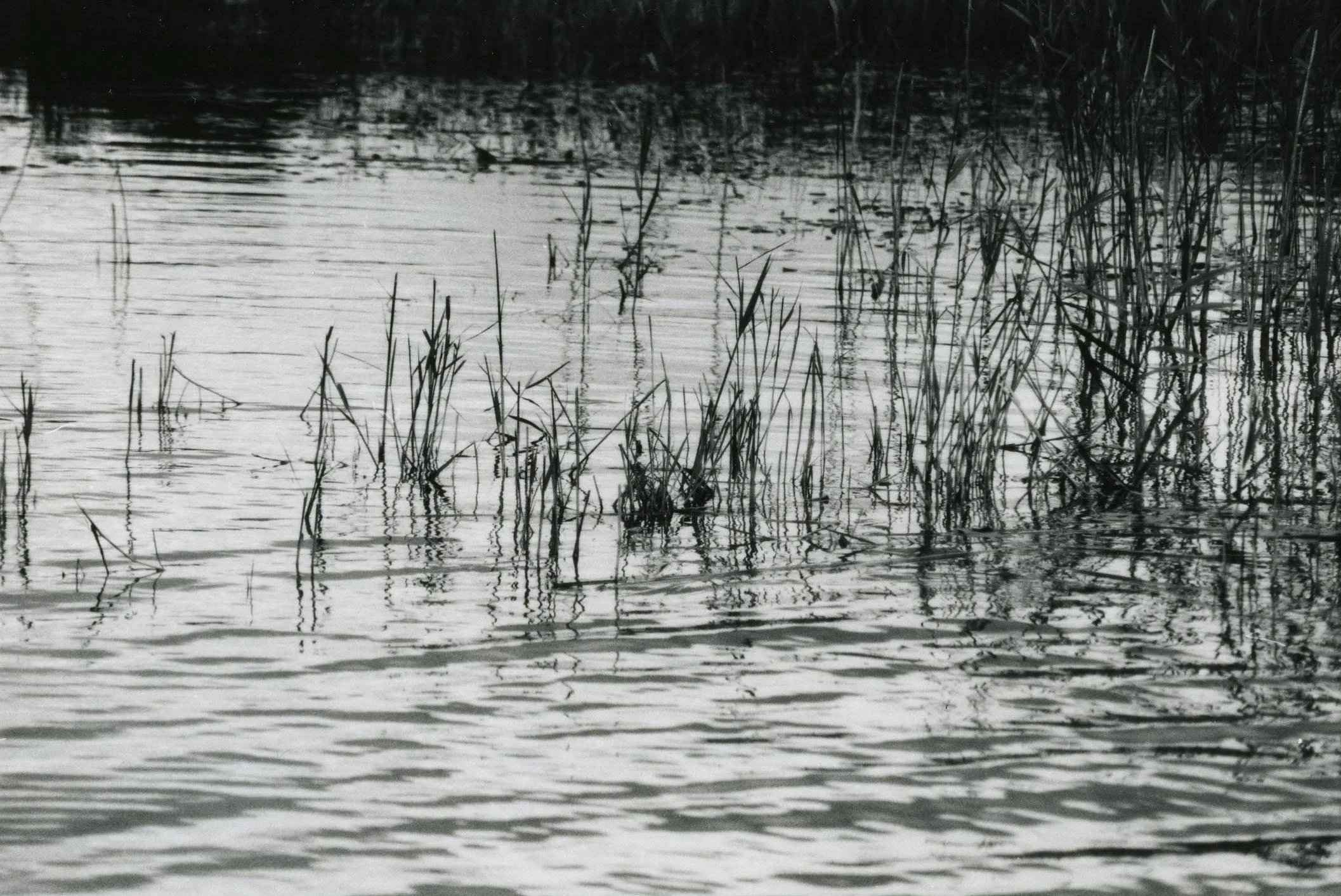 (2003) Reeds, Co Mayo.jpg