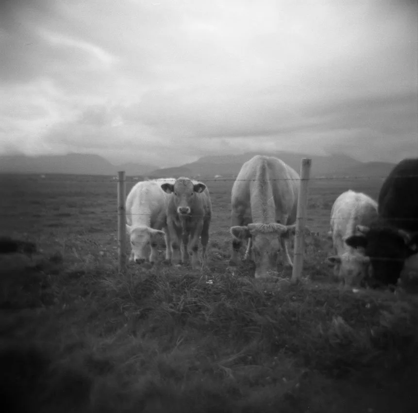 (2011) Irish Cows.jpg