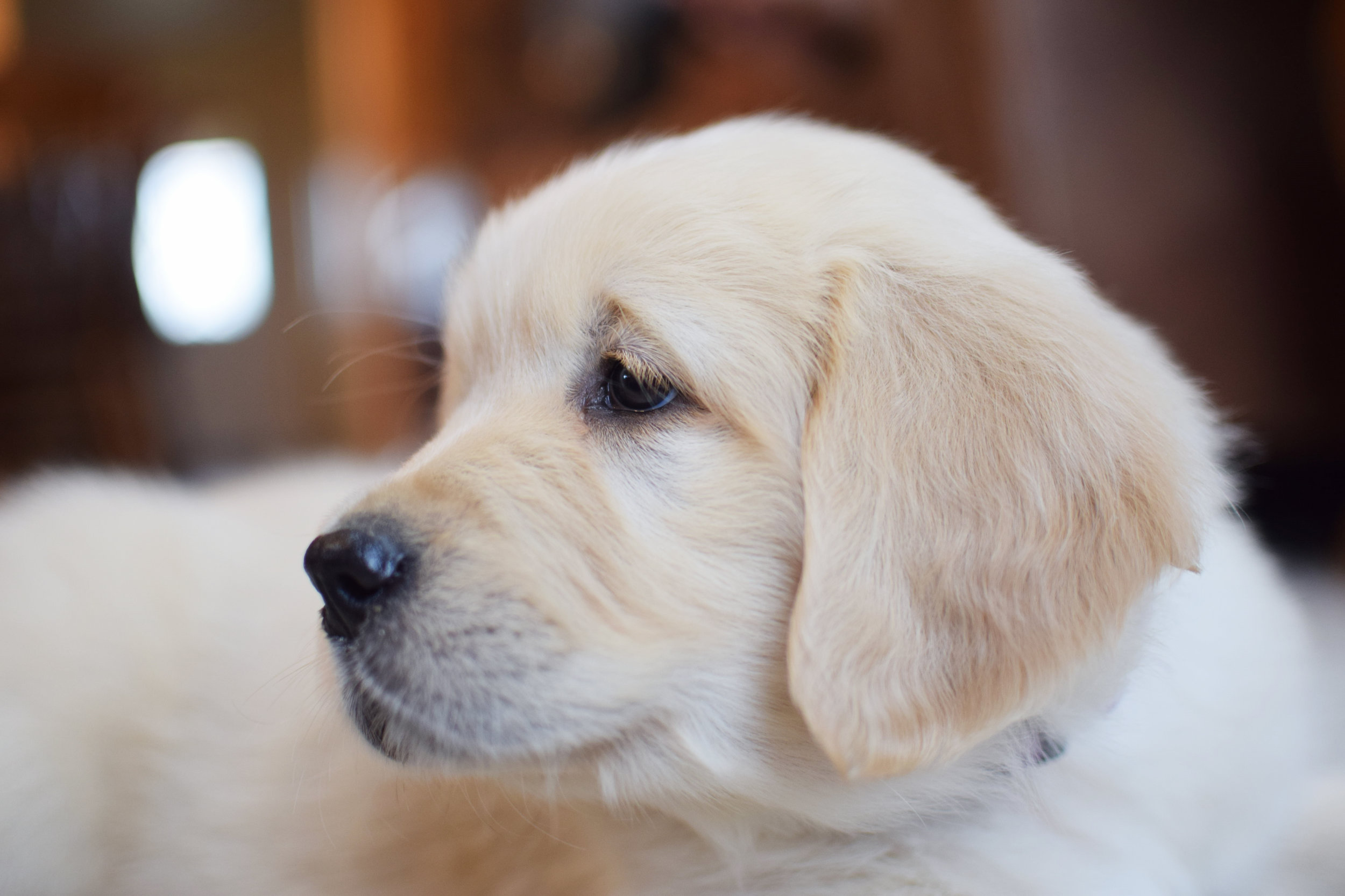 Golden retriever puppy.jpg