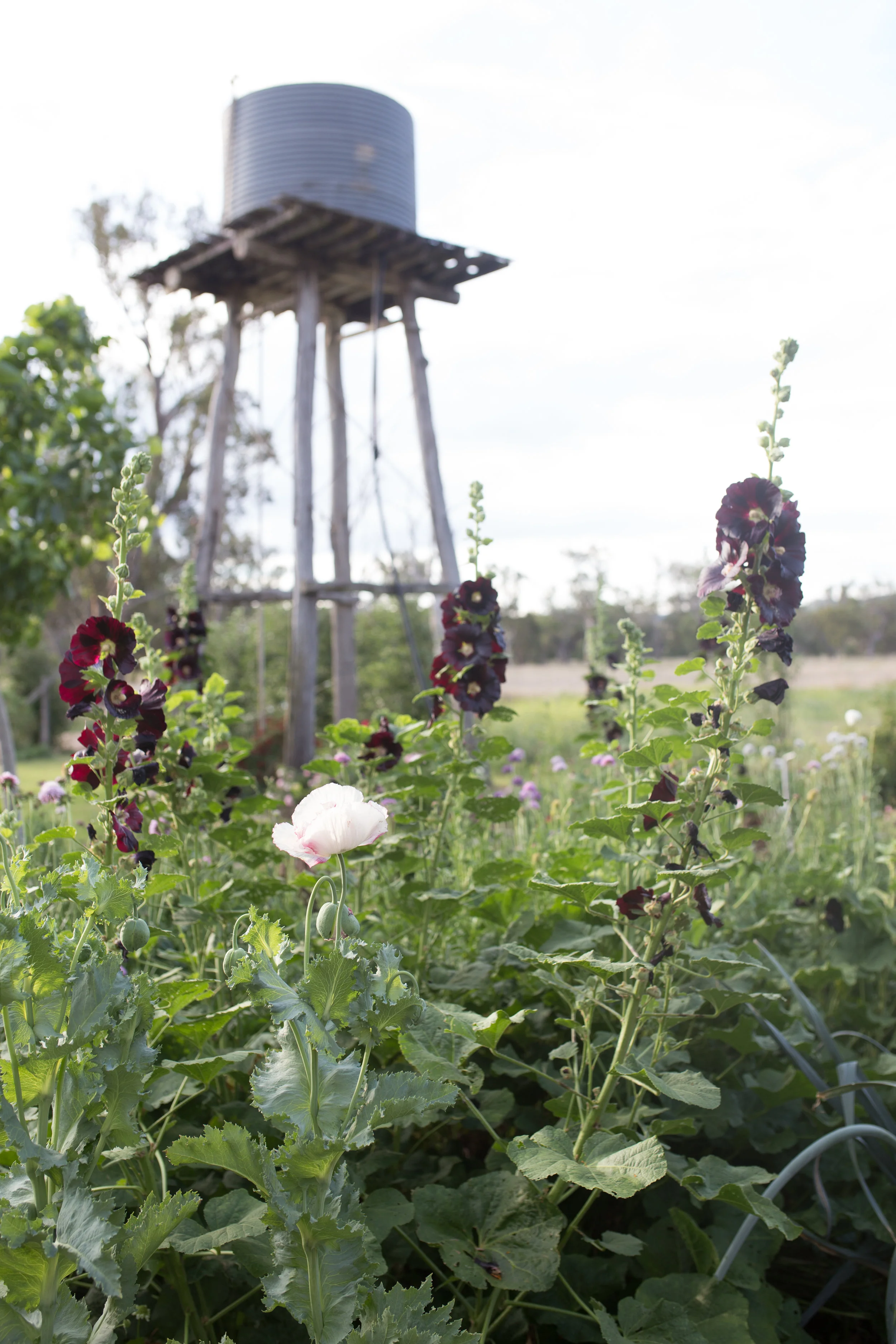 Hollyhocks and poppies