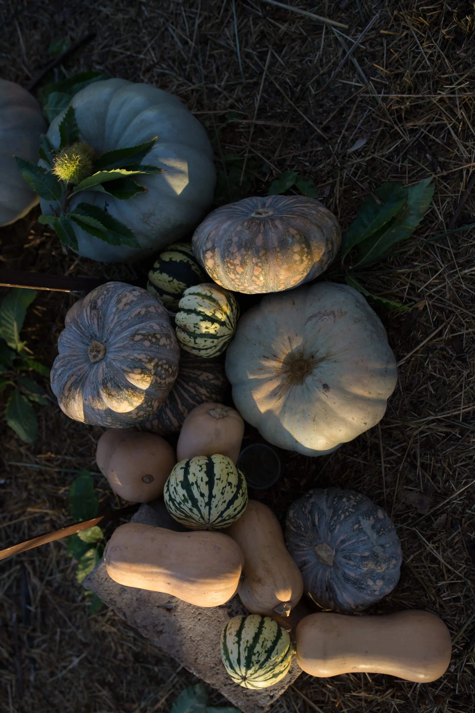 Autumn pumpkins from the neighbour