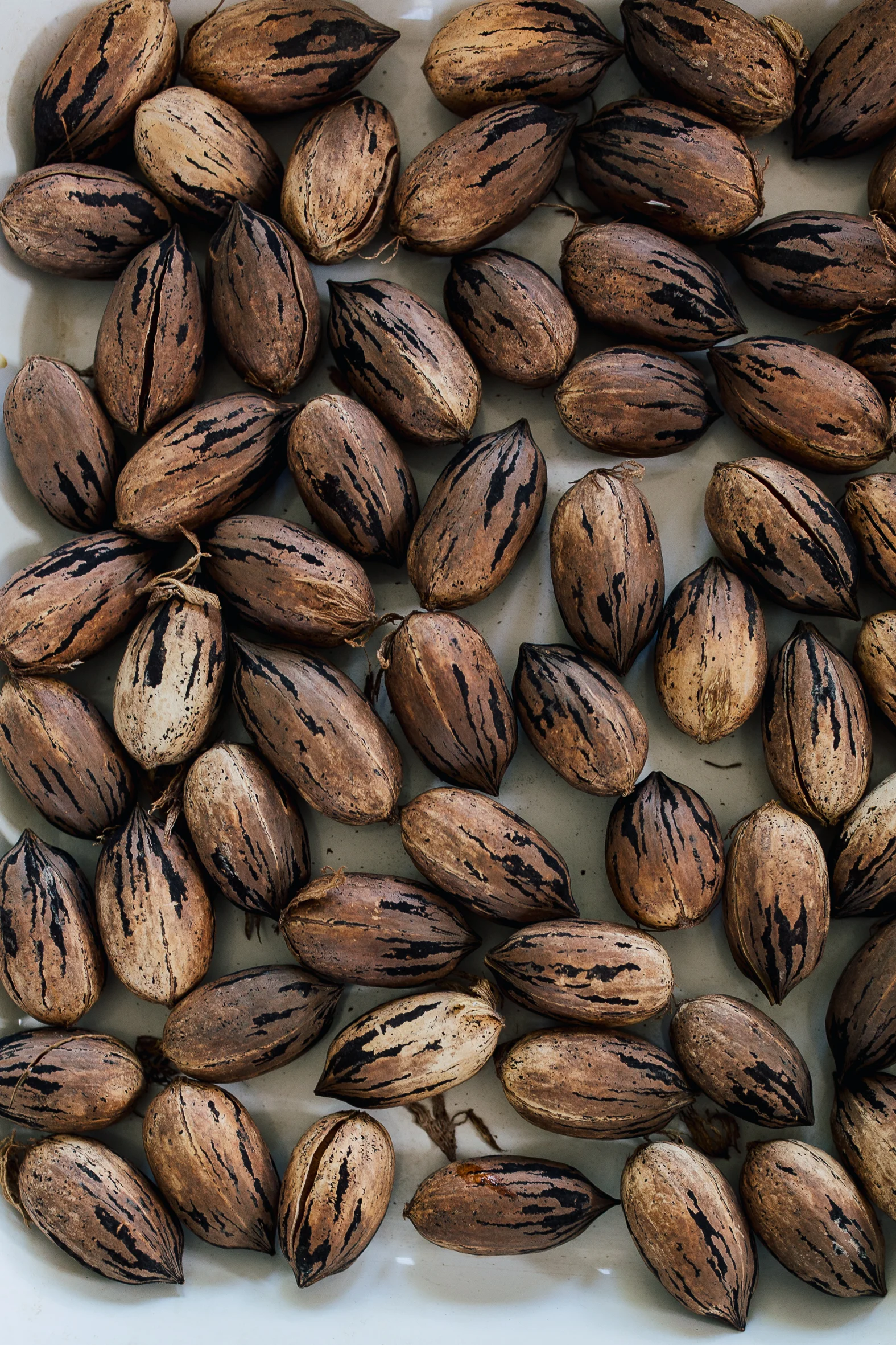 Freshly picked pecan nuts. Six years in the making!