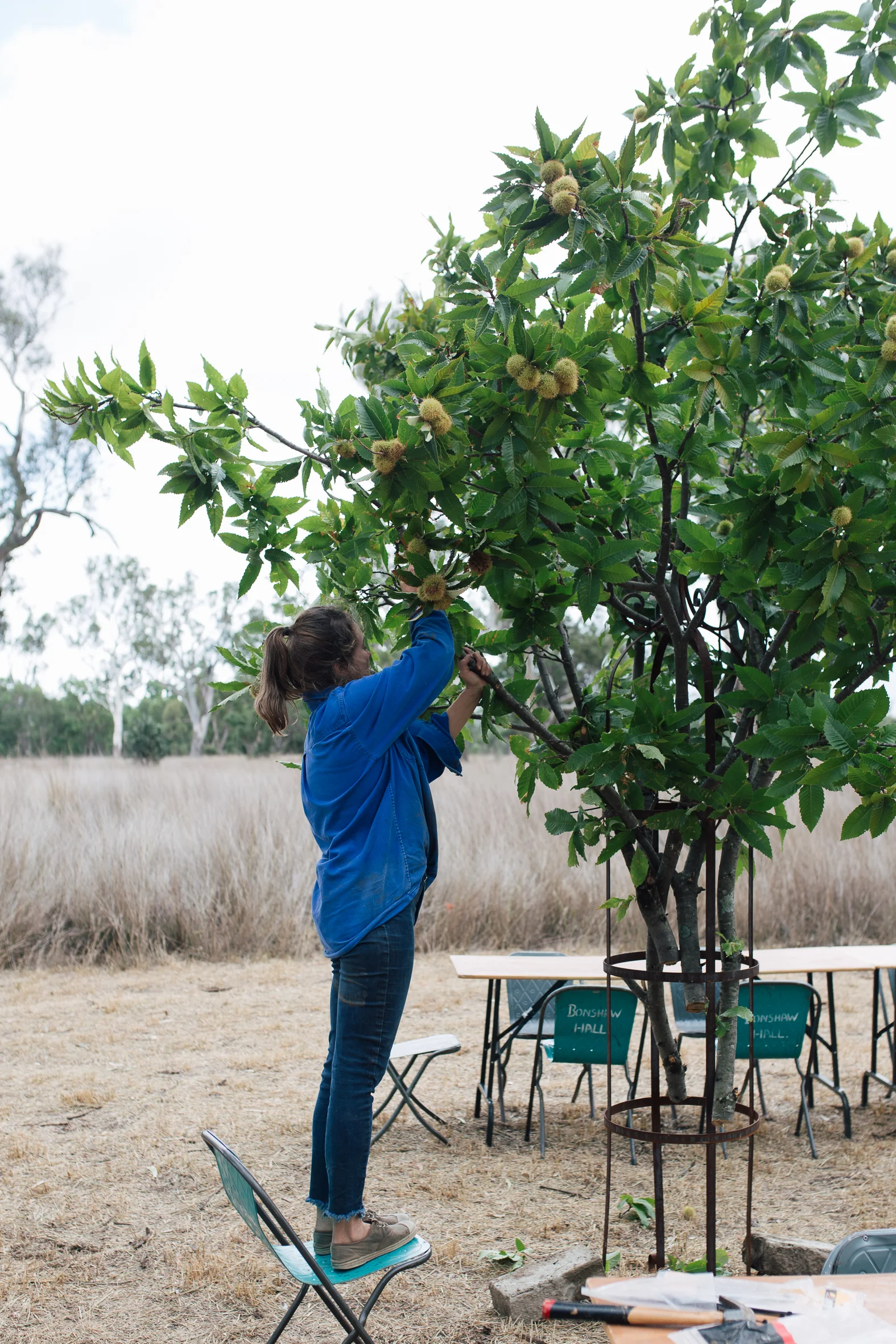 Annabelle arranging the chestnut branches on a steel structure from The White Cottage in Tenterfield