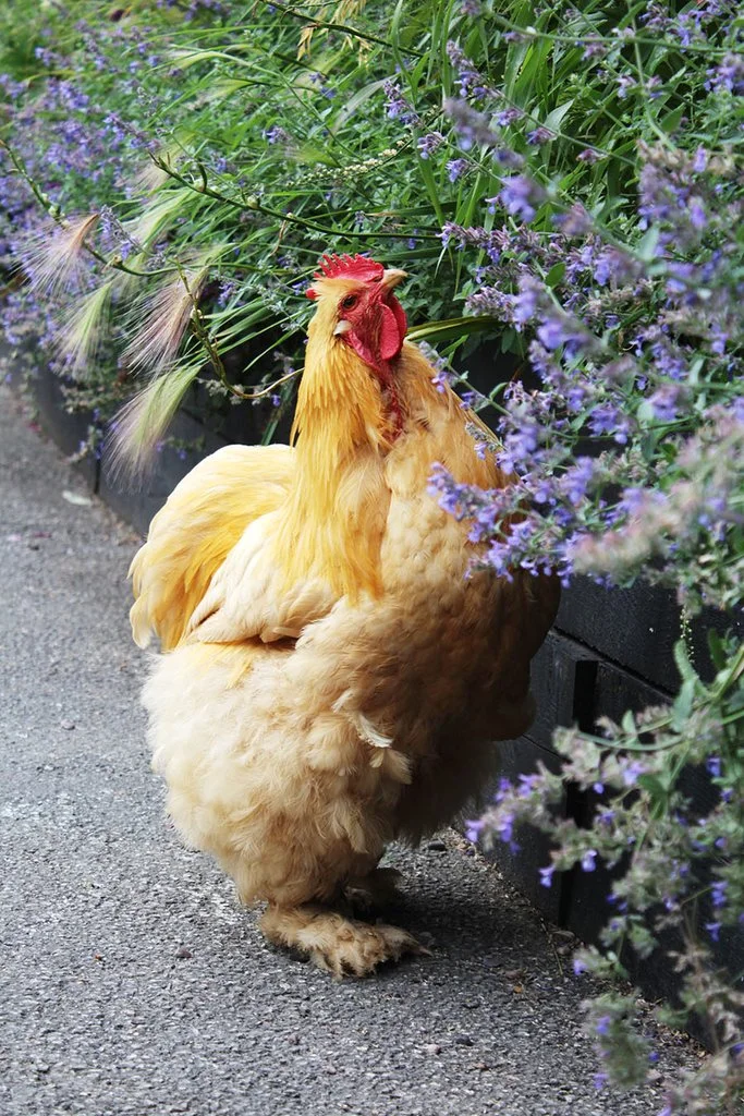 One of Arthur's treasured Buff Cochins
