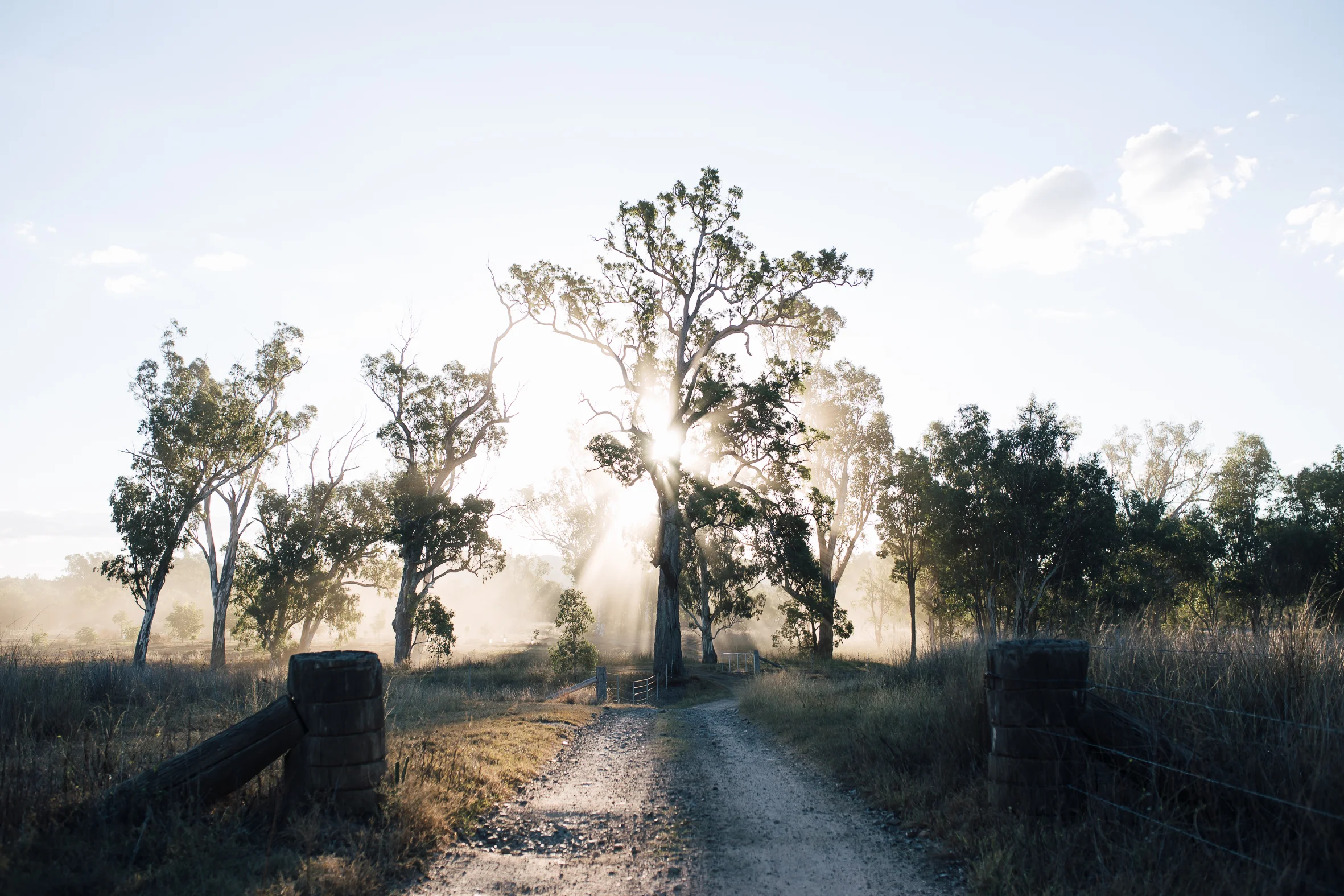 Dusty sunsets at the pecan farm