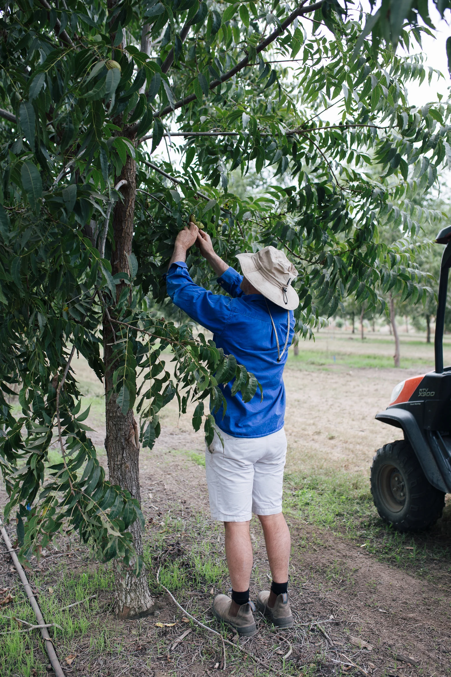 A very excited Ed inspecting the pecans