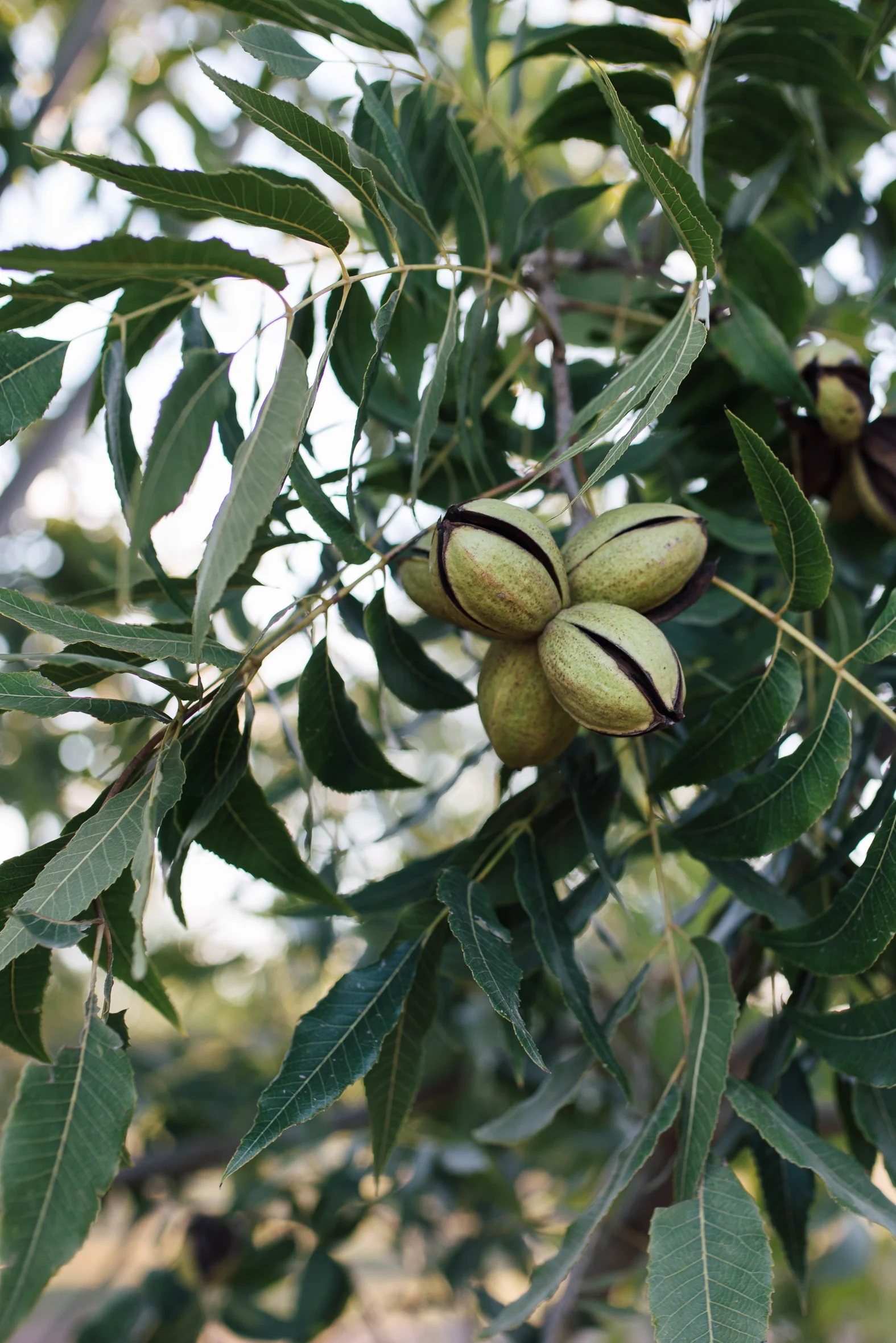 The pecans in their husks on the tree. The nuts are ready when the green outer husks split open and the nuts in their shells inside can fall out to the ground with a vigorous shake.