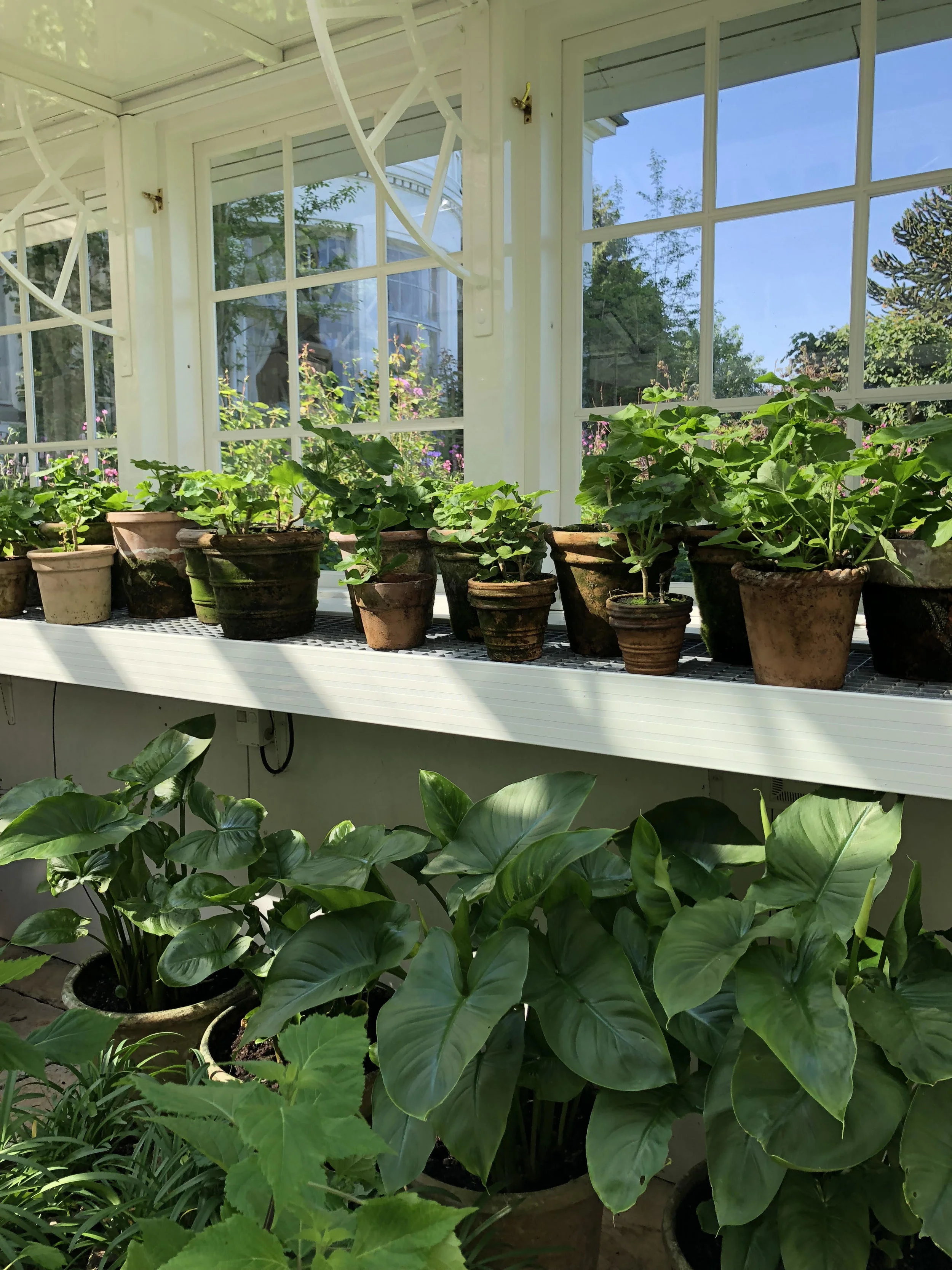 Another of Claus' three greenhouses. 