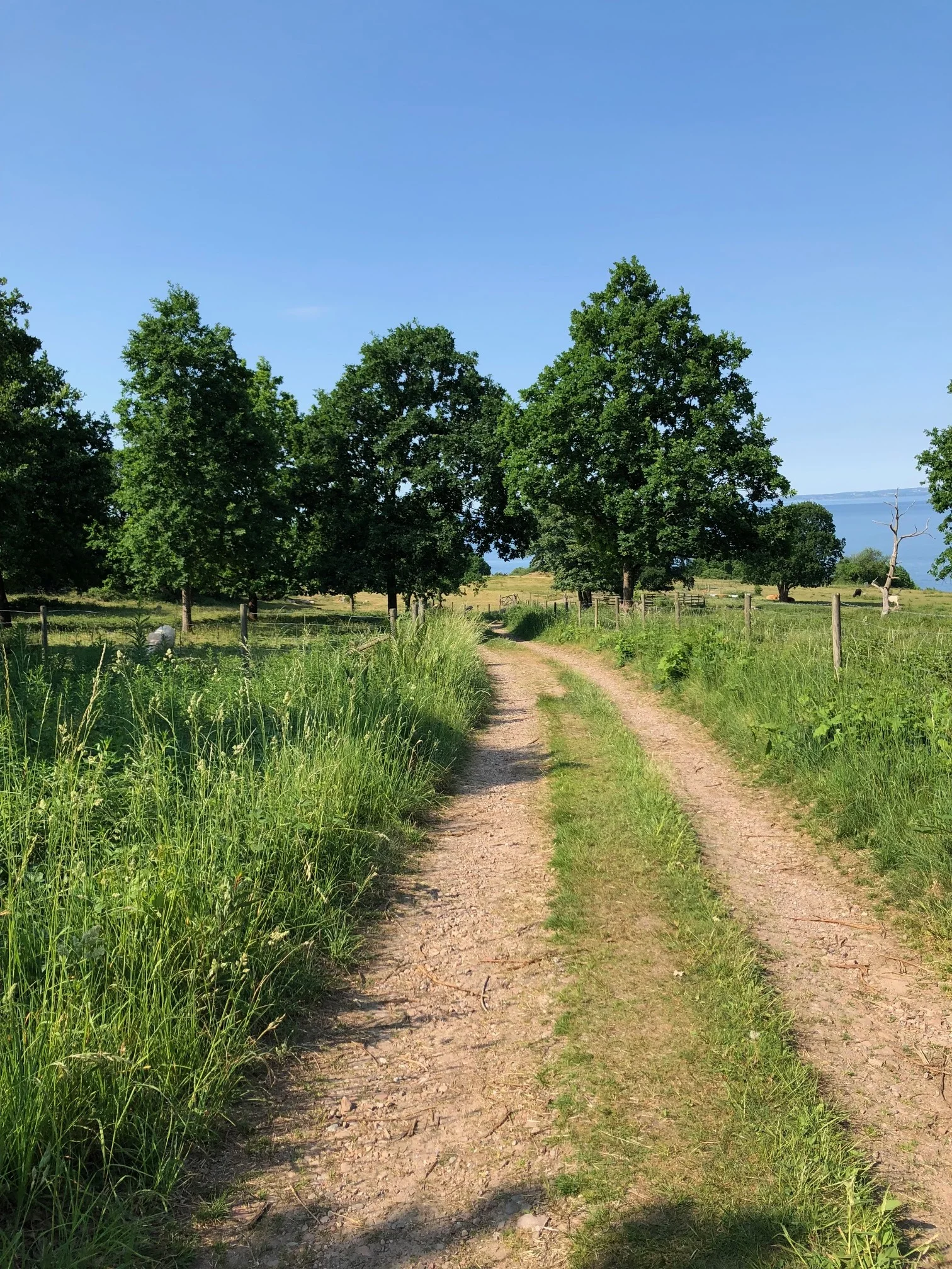 Daily walks down to the sea. Arild, Sweden.