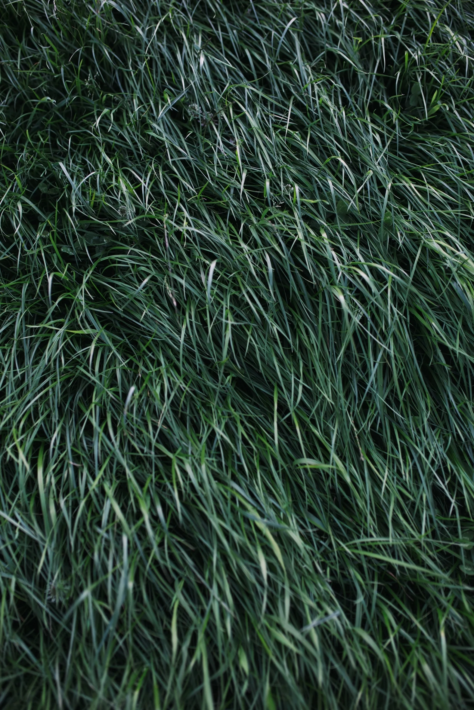 dispatch 11 grass-40.jpg