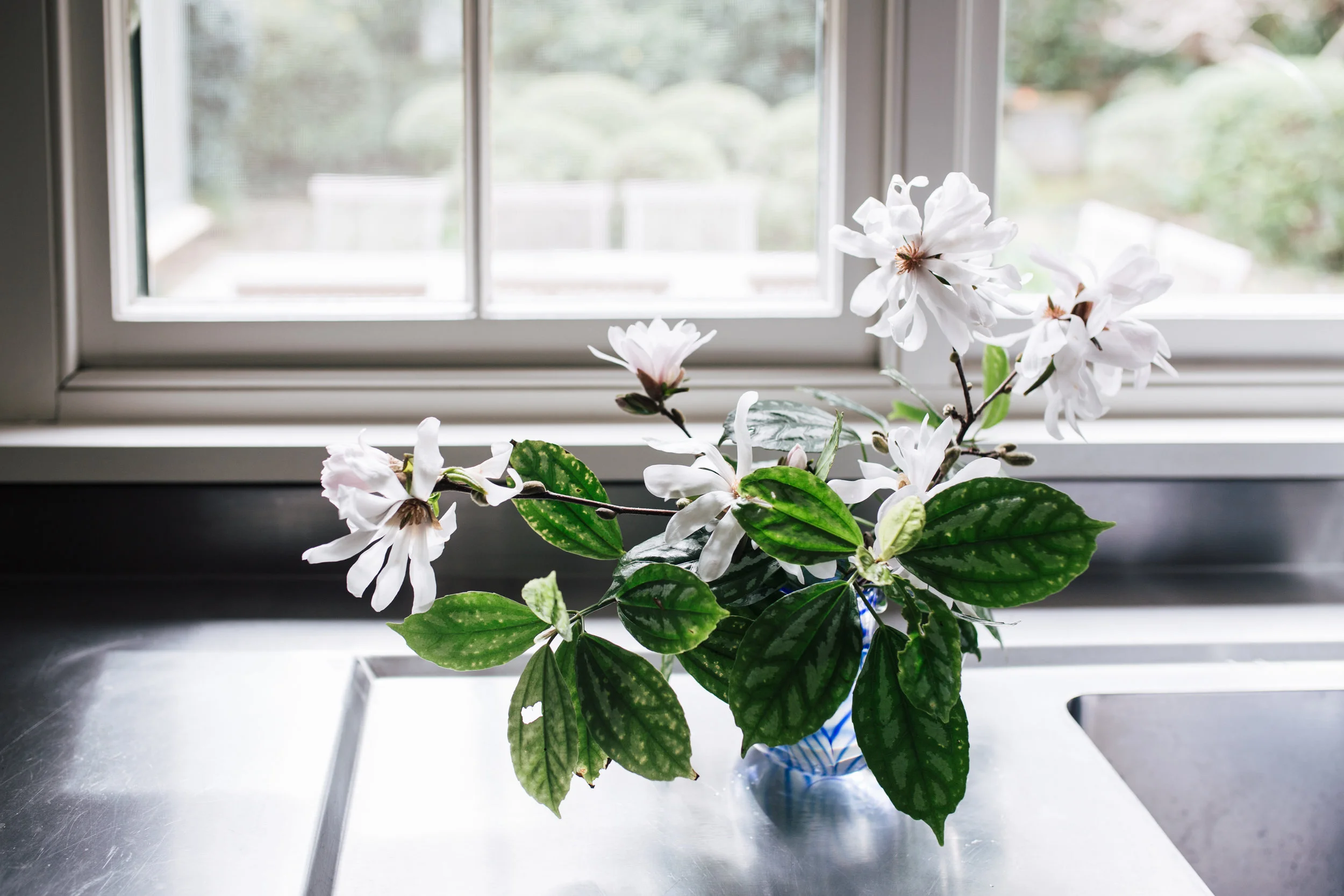Magnolia's from Annabelle's mum's garden