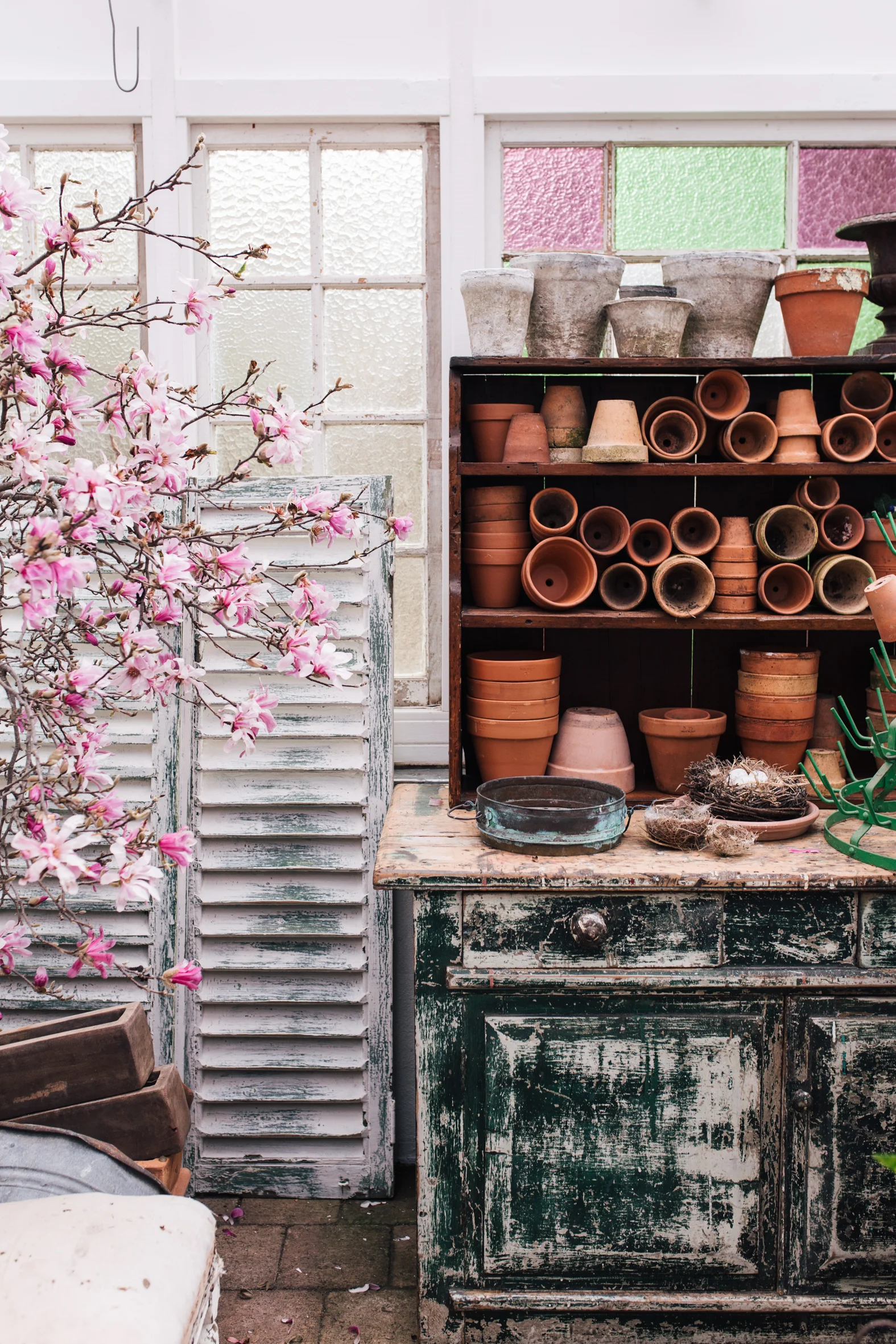 Magnolias and old pots at Mandy Reid's The White Cottage in Tenterfield