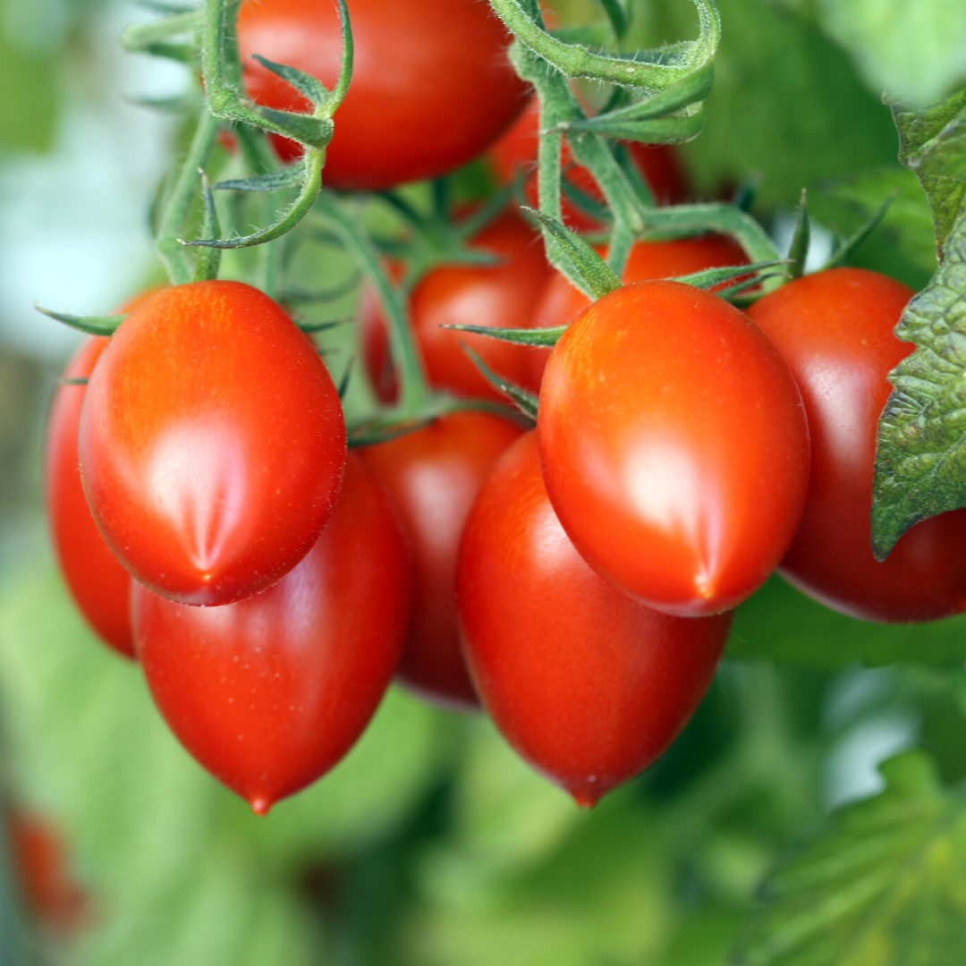 ROMA TOMATOES