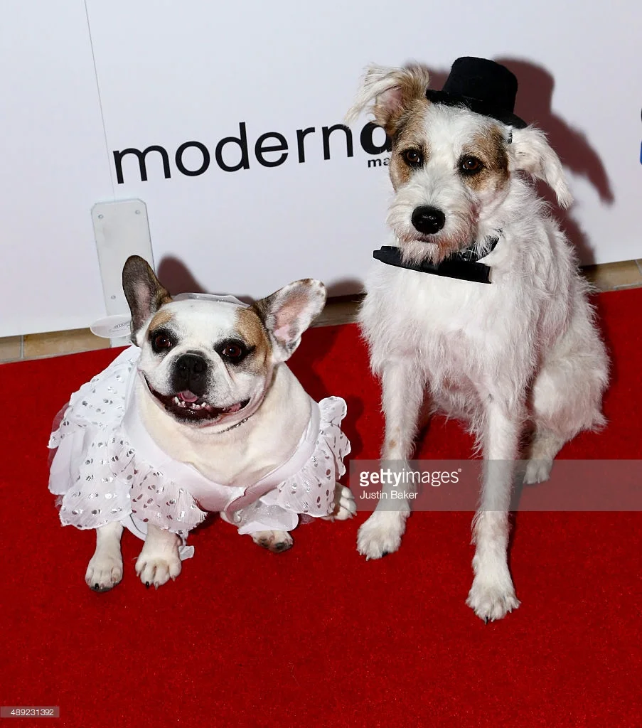 Dog Heroes-2.jpg
