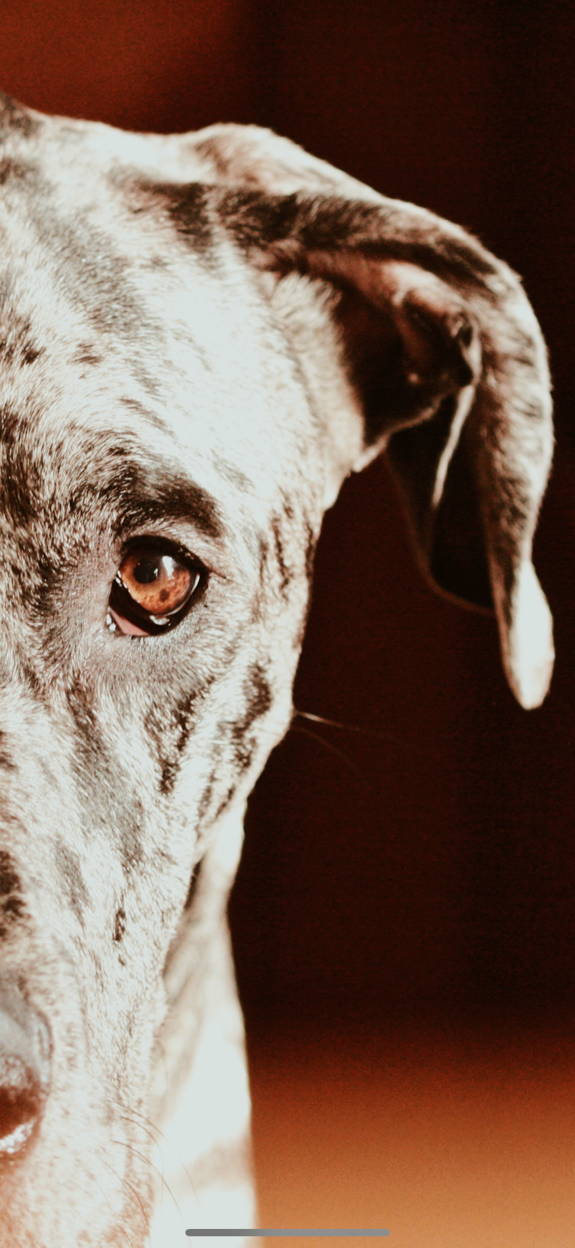 Have you ever loved a dog? 