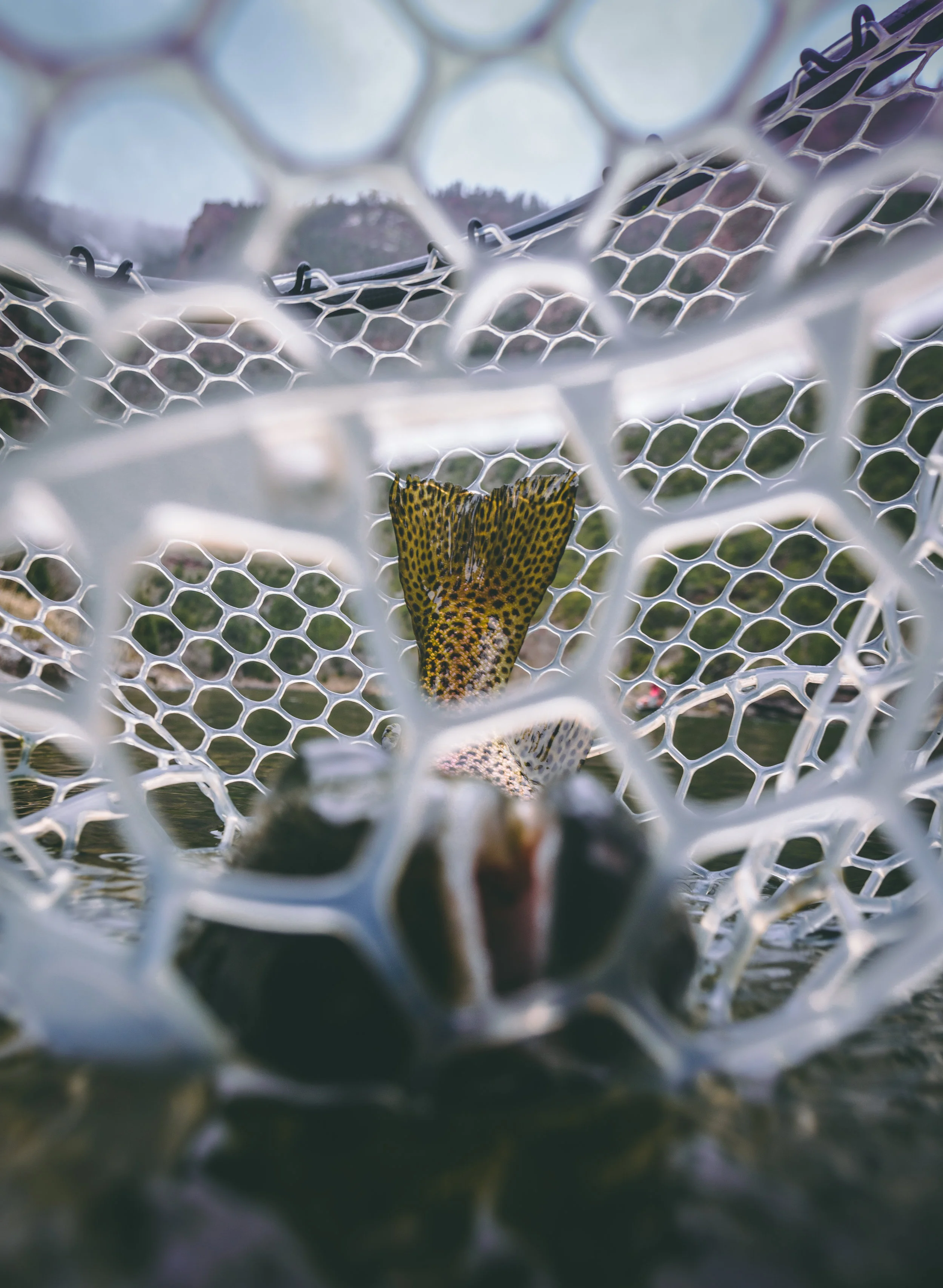 Rainbow in net tail 2.jpg