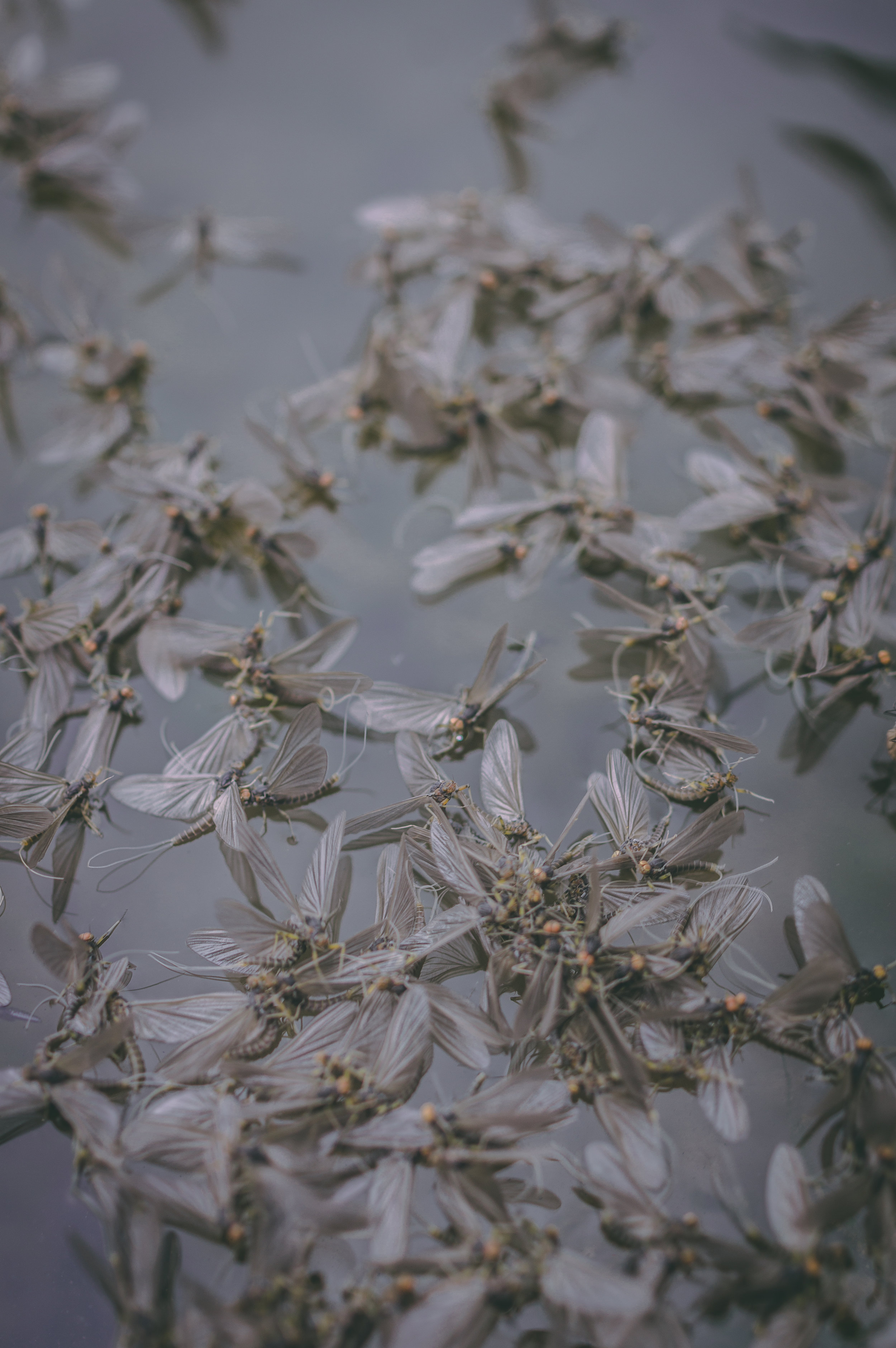 Mayflys on green_.jpg