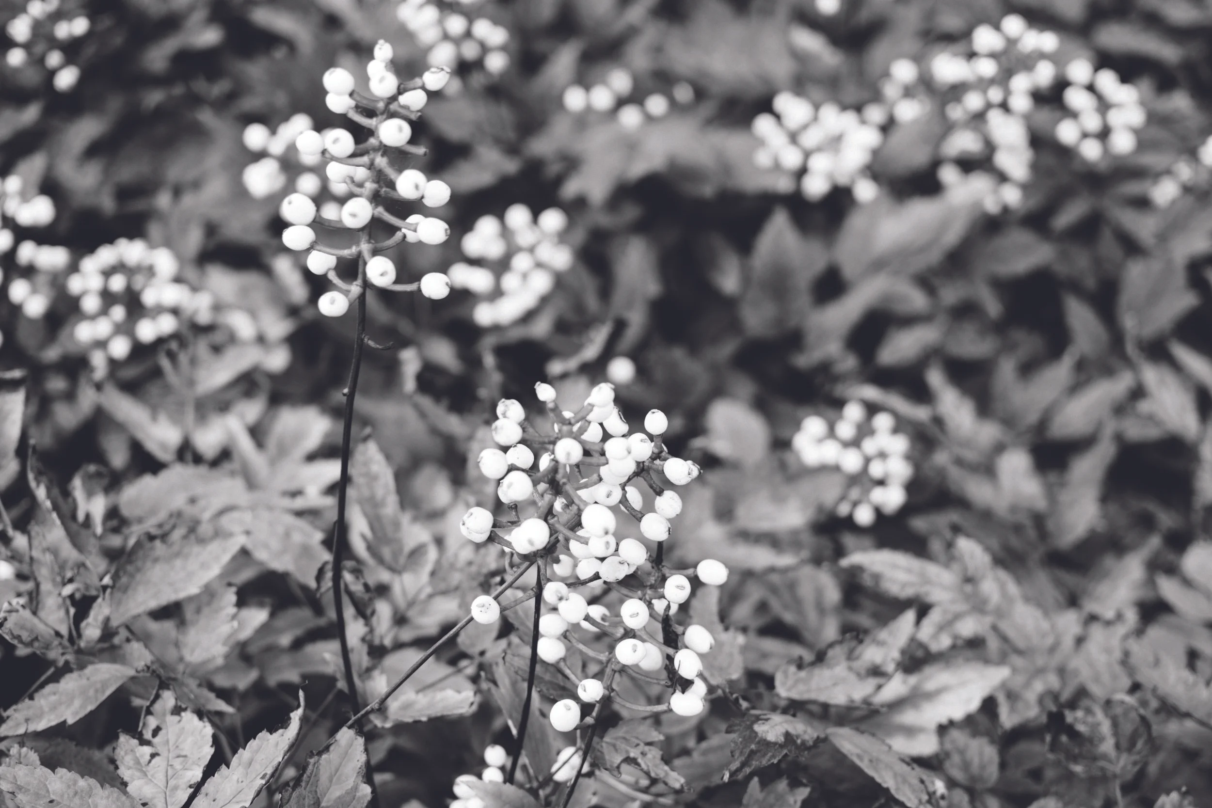 _DSC0102.jpg