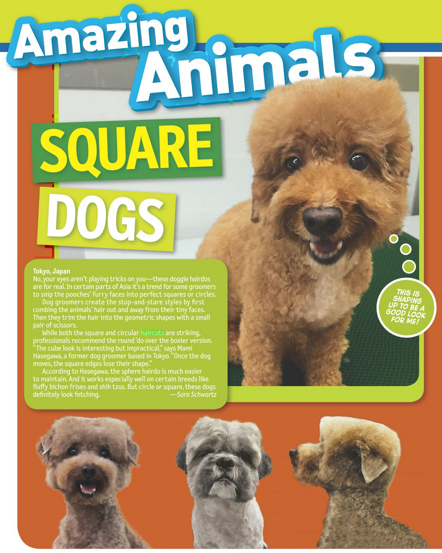 Cover of a magazine titled 'Amazing Animals' featuring three small dogs with square and circle haircuts, and a large fluffy brown dog. The text discusses grooming styles, specifically square and round haircuts for dogs.