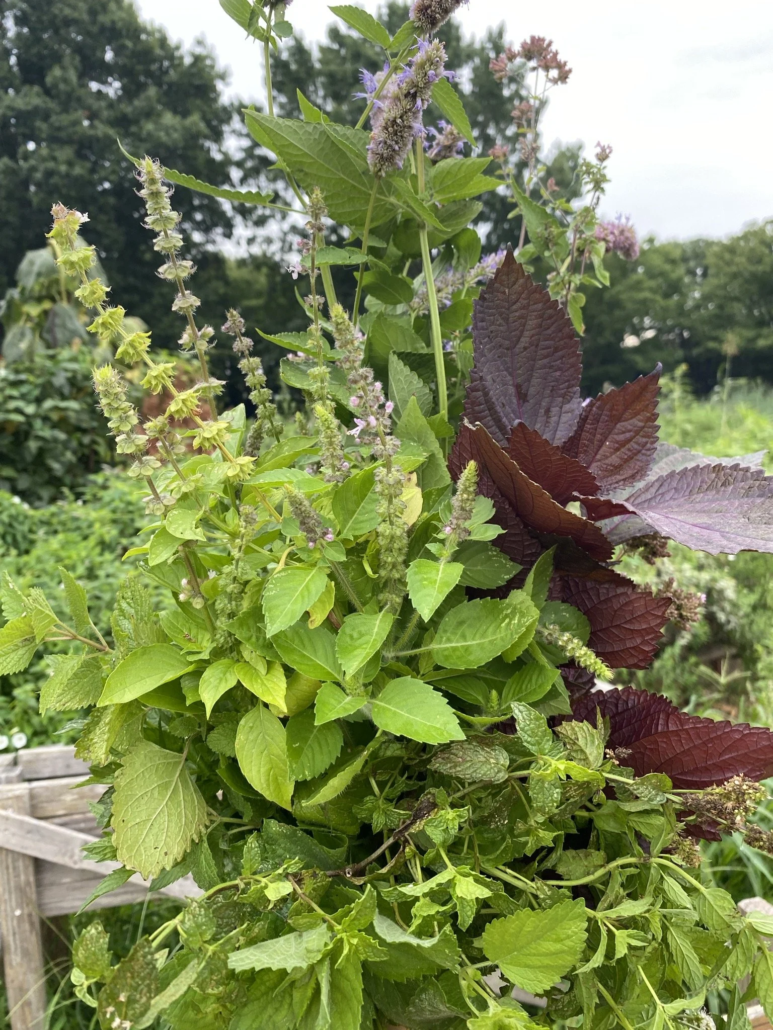 Herb and Flower bouquet: summer edition!
