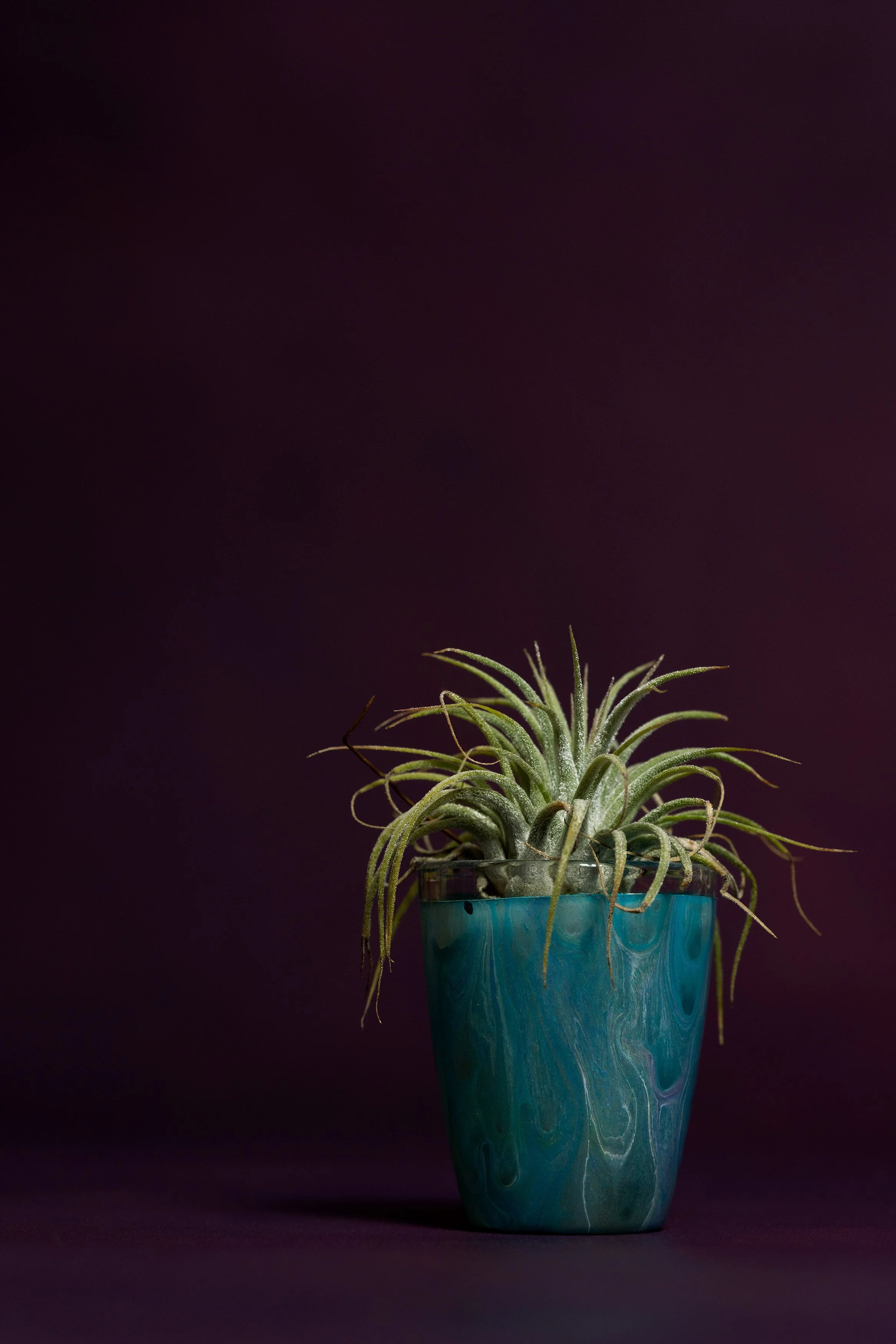  Mom’s sky plant 