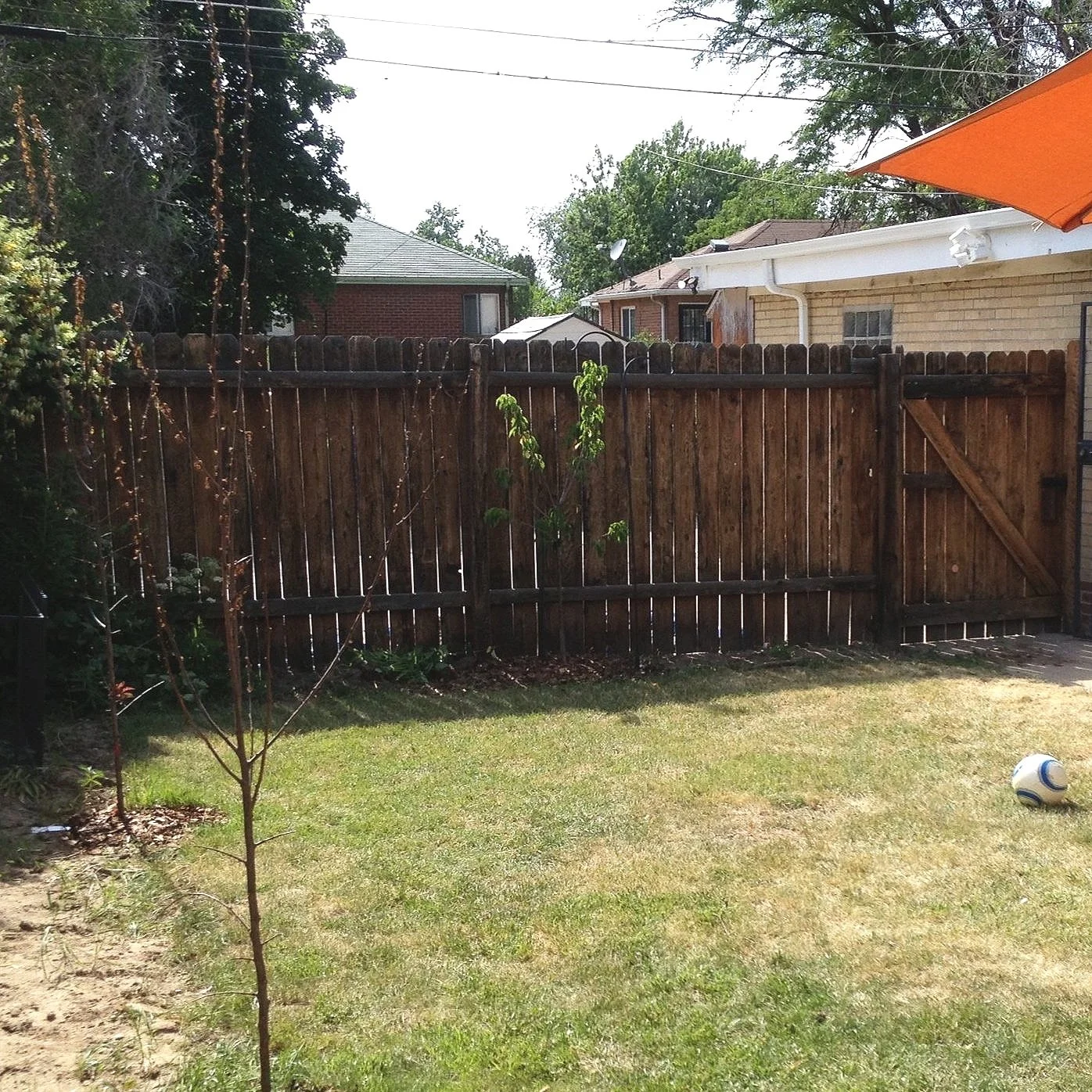 back yard old fence_1.jpg