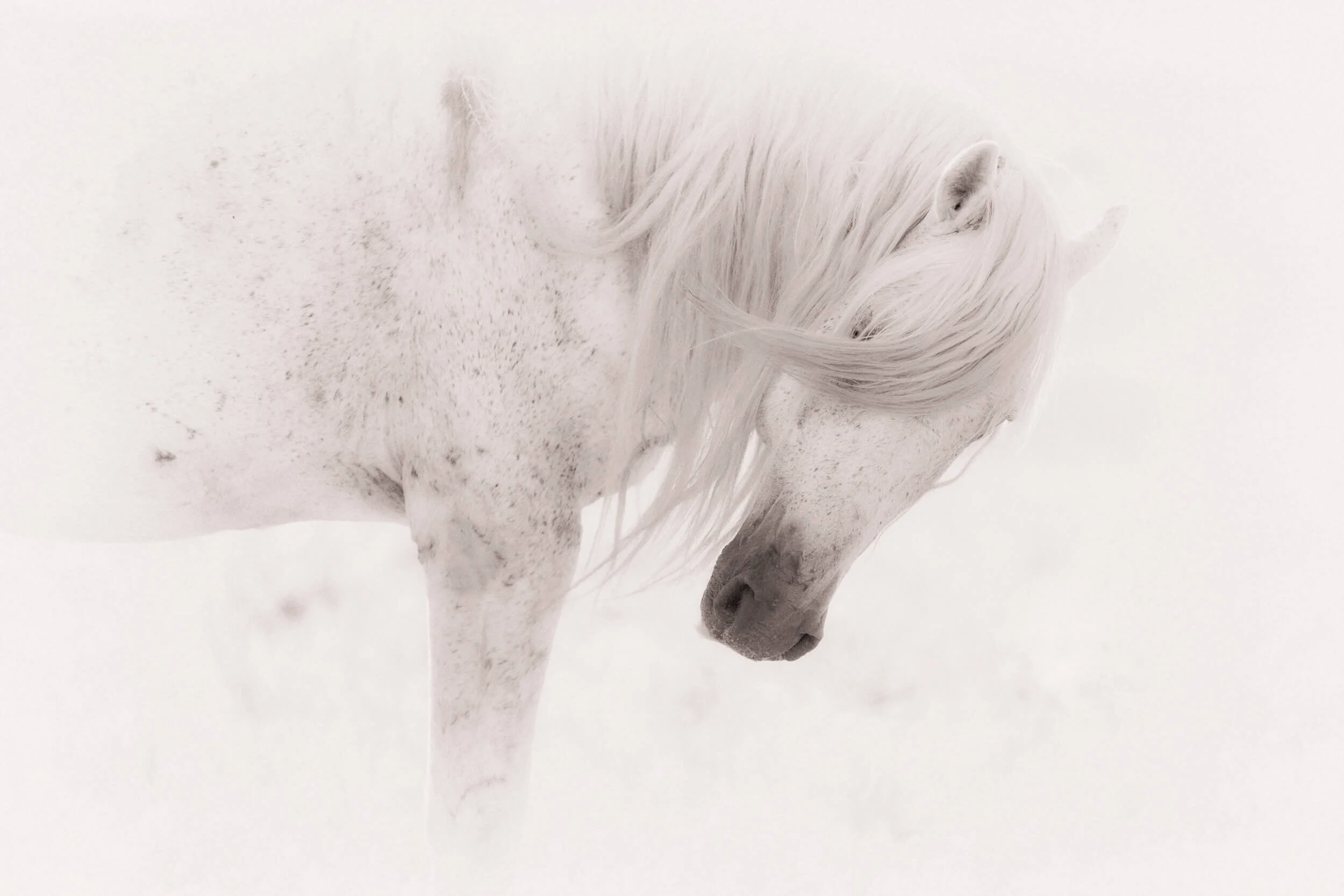 Stallion in White