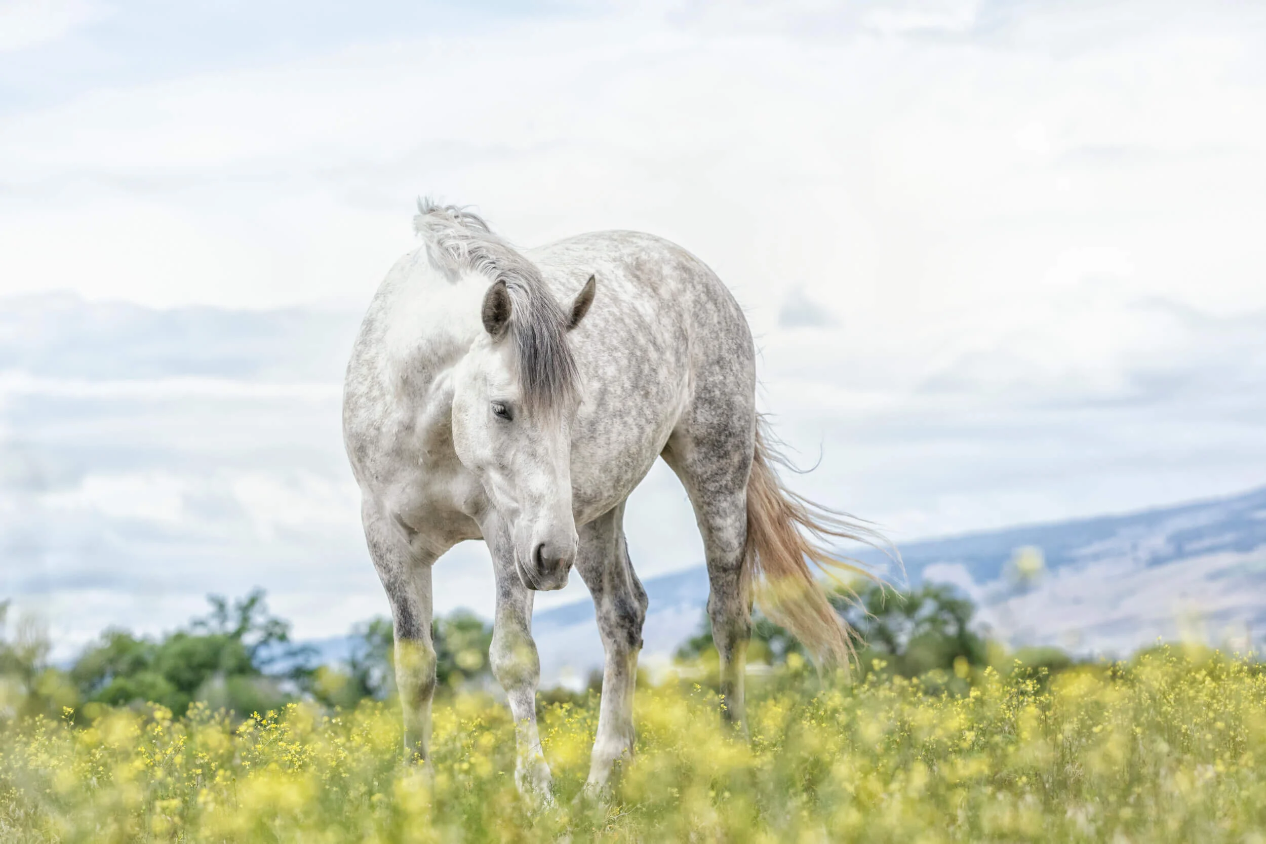 Unbridled Thoughts — Behind the Lens with Jessica Farren Photography