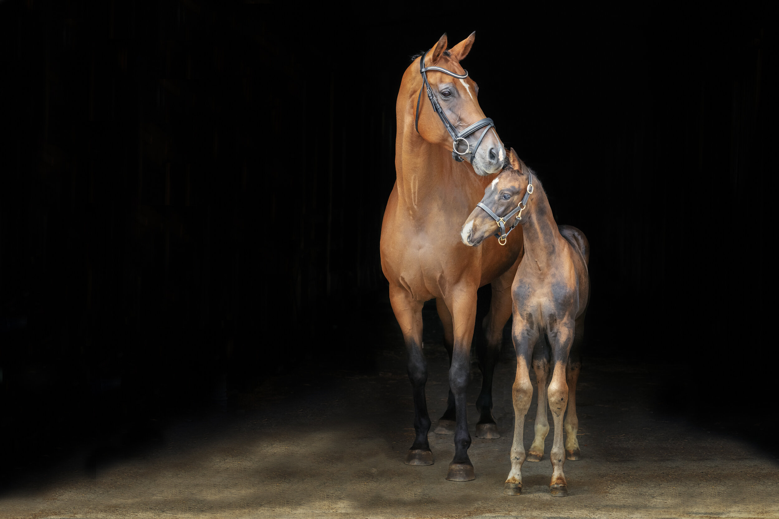 Website Mare and Foal (1 of 1).jpg
