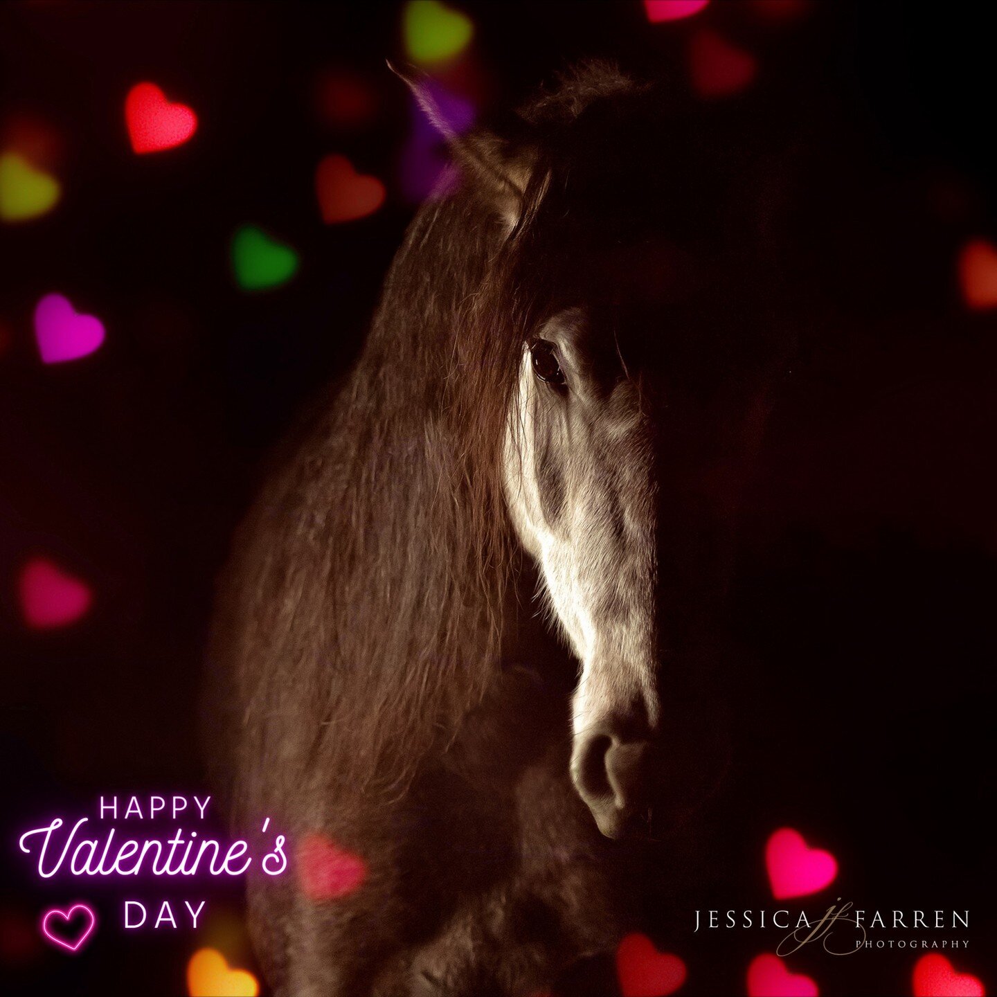Happy Valentine's Day!!💕
Pic is of the gorgeous Lusitano mare Oitava from our nighttime photoshoot with @jchorsetraining 
.
.
.
#fineartphotographer #jchorsetraining #equinephotographer #lusitano #lusitanomare #equineportrait #equestrianphotographer