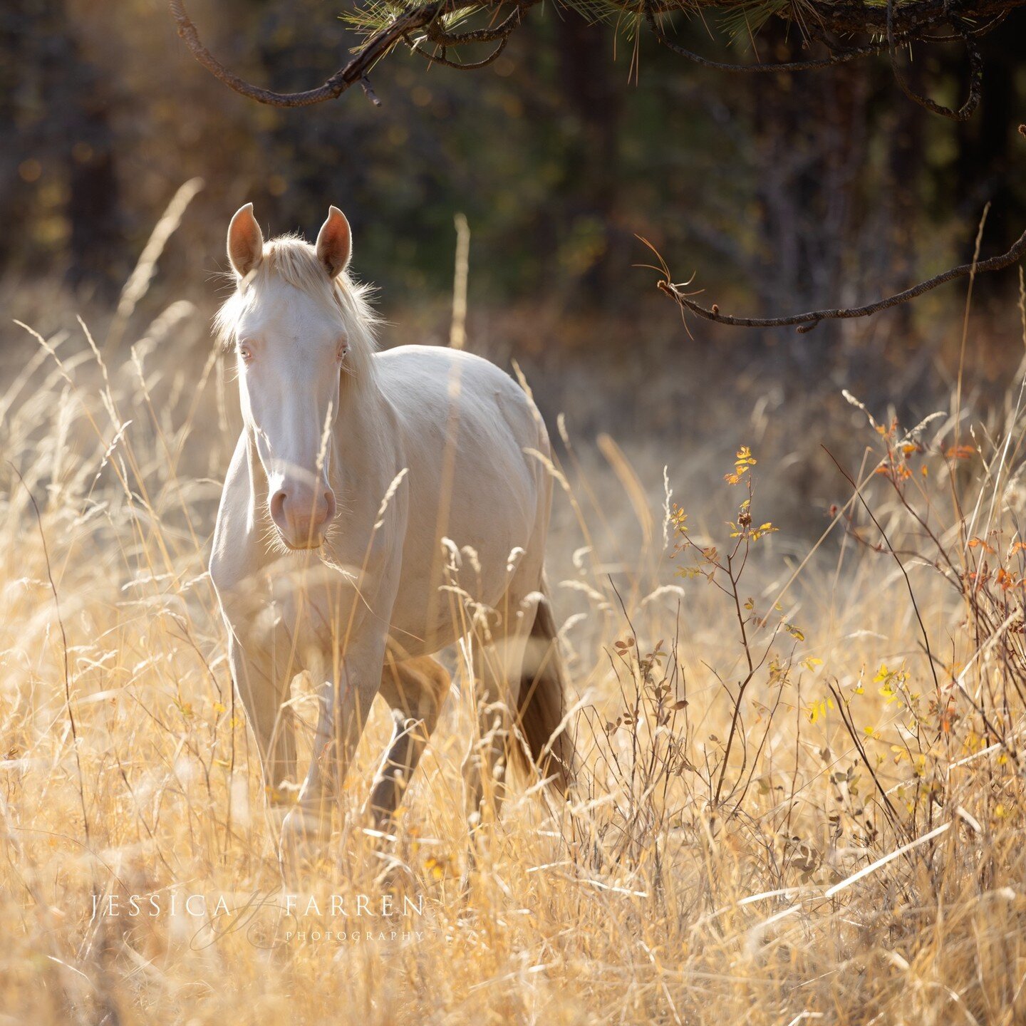 Oh my! You should have seen the adorable Lusitano filly I met during my visit to @kentonwrightequestrian's place! She was such a curious little thing, peeking out at me from the tall golden grass. I couldn't help but notice her beautiful cremello coa