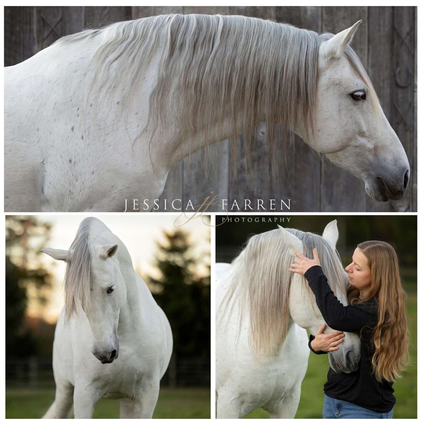 Such an absolute pleasure to photograph, PRE Stallion Nautico AK. Yes, he is GORGEOUS!! But his playful and endearing personality is what truly stole my heart. His cheeky side was on full display when he was with the person he loved the most in the w