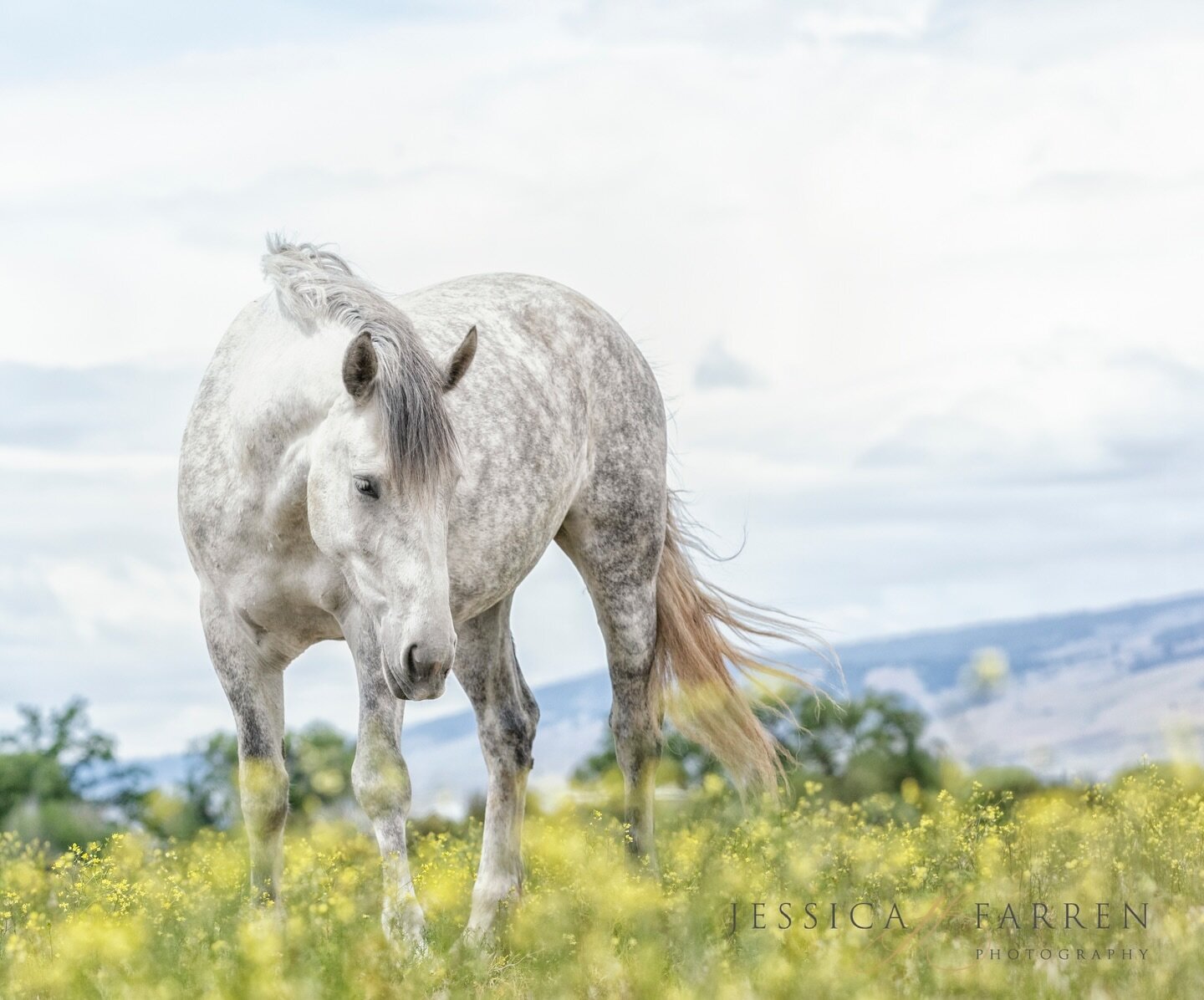 Spring is slowly arriving, and I&rsquo;m excited for spring photoshoots. If there are wildflowers, even better!! Are your horses ready for their photoshoots?  To book a session with me go to link in bio. 

#equestrianphotographer #equestrianphotograp