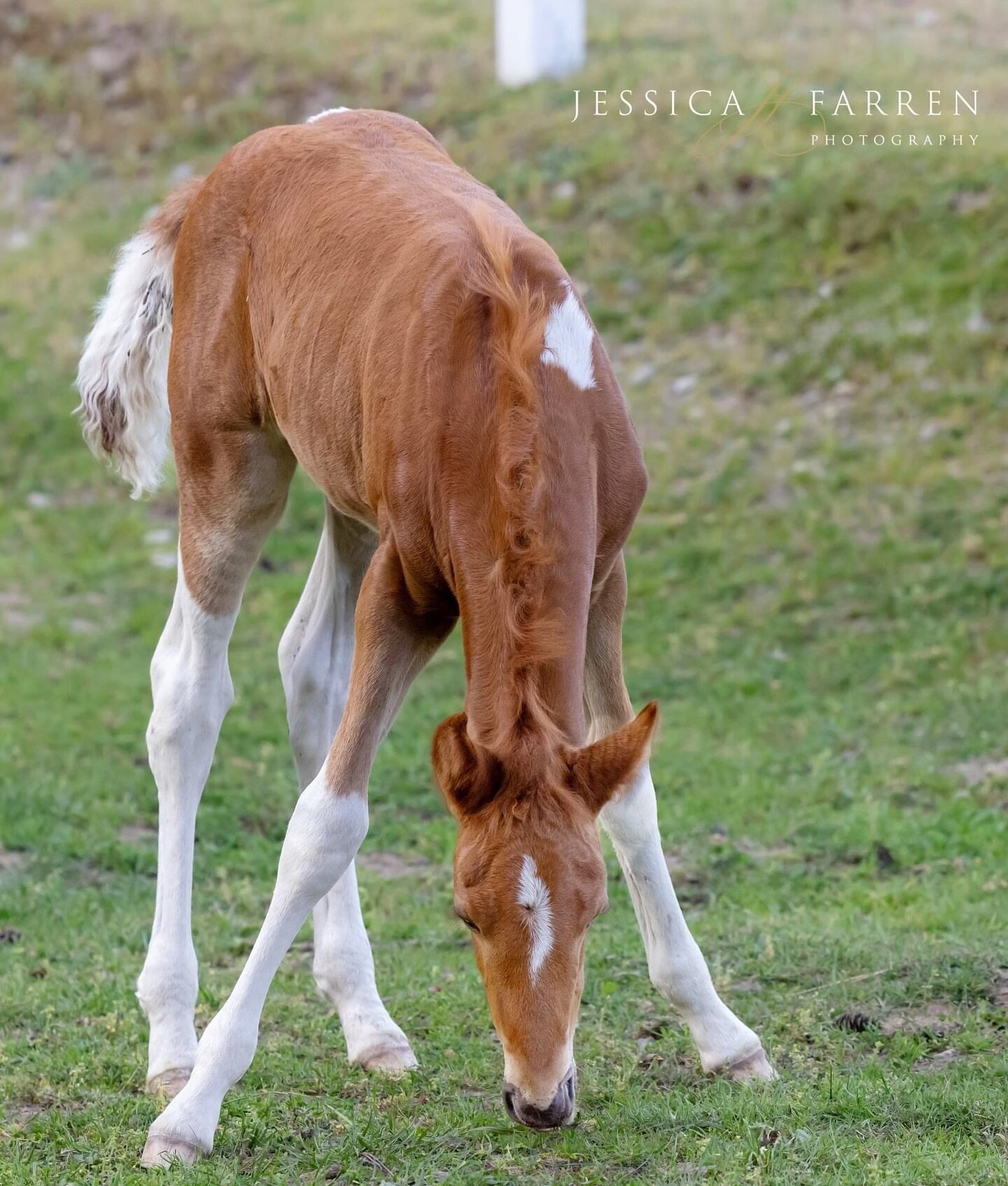 When you&rsquo;re a gangly foal and your legs seem to go on for miles, and getting a bite of grass becomes a full-body workout, it might just be your calling to become a supermodel of the barn! 

#equinephotographer #equinephotography #foals #equestr