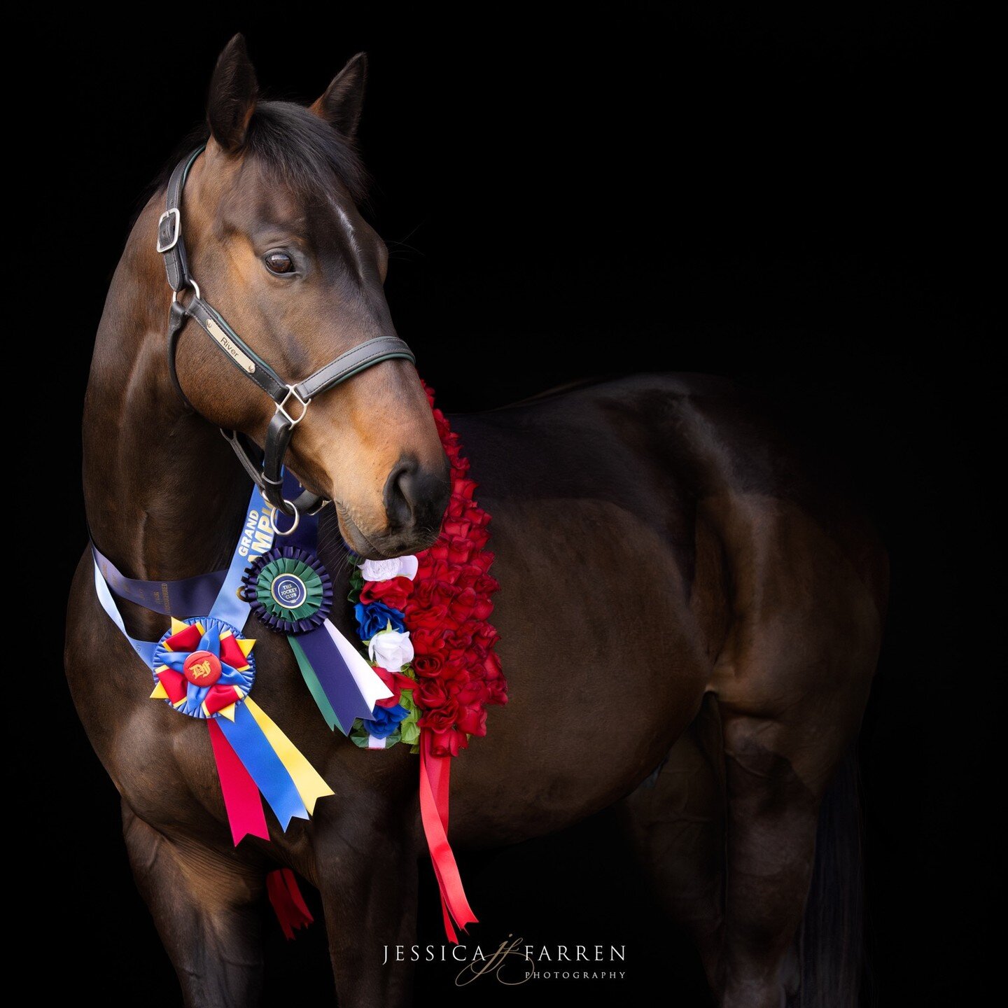 I had a very special black background portrait session with River wearing his ribbons. He was the perfect model and as his owner says &quot;the most Handsome Boy&quot; #equestrianbusiness #equinephotographer 
#equestrianphotographer⁠⁠ #equestrianphot